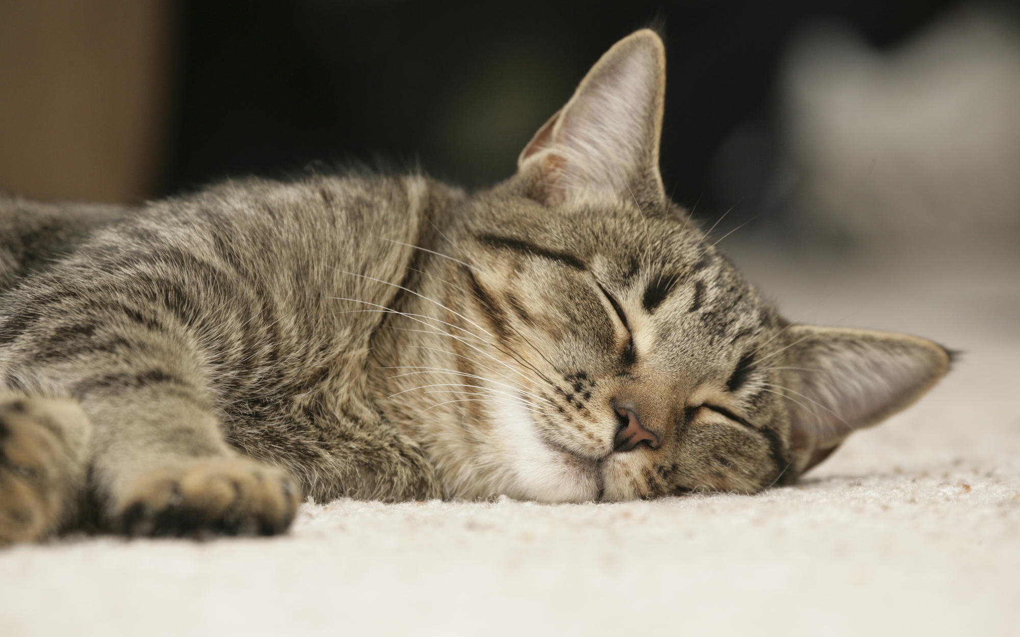 Baixe gratuitamente a imagem Animais, Gatos, Gato na área de trabalho do seu PC