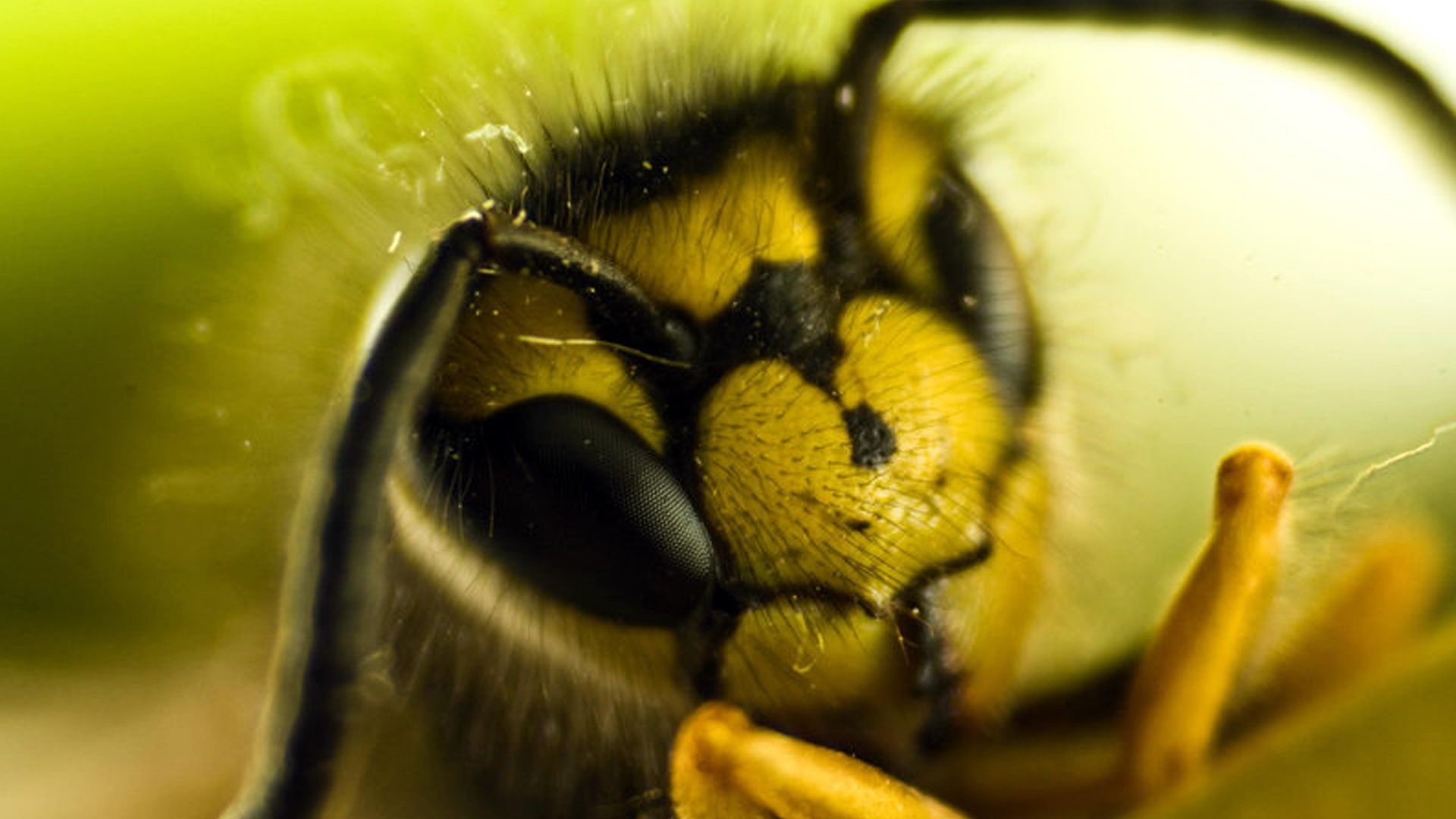 284552 descargar imagen animales, avispa, insectos: fondos de pantalla y protectores de pantalla gratis