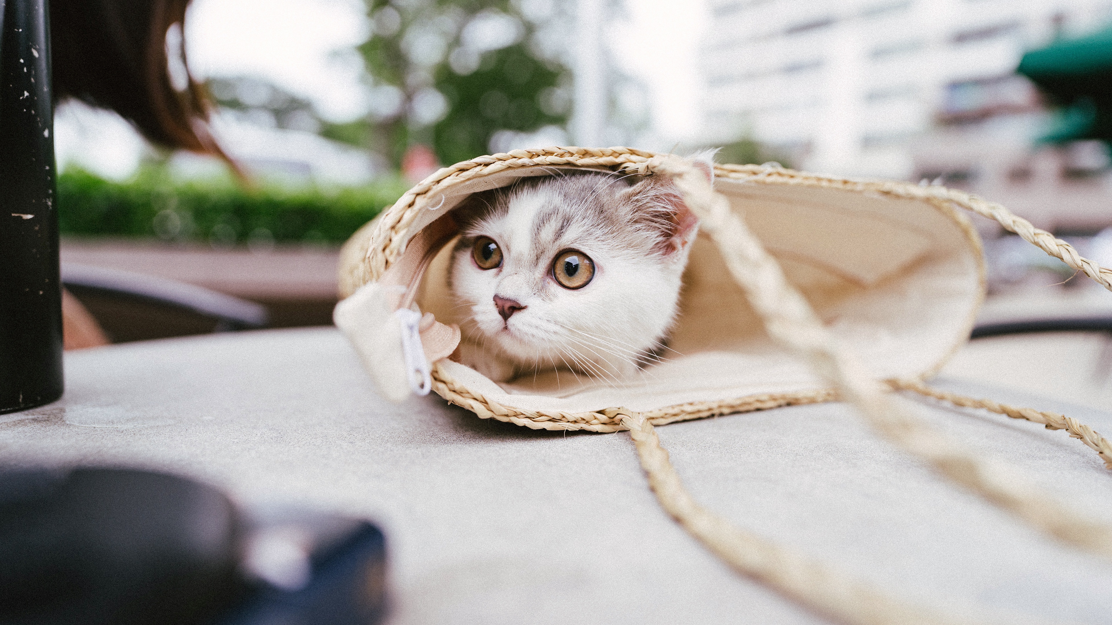 Baixar papel de parede para celular de Animais, Gatos, Gato gratuito.