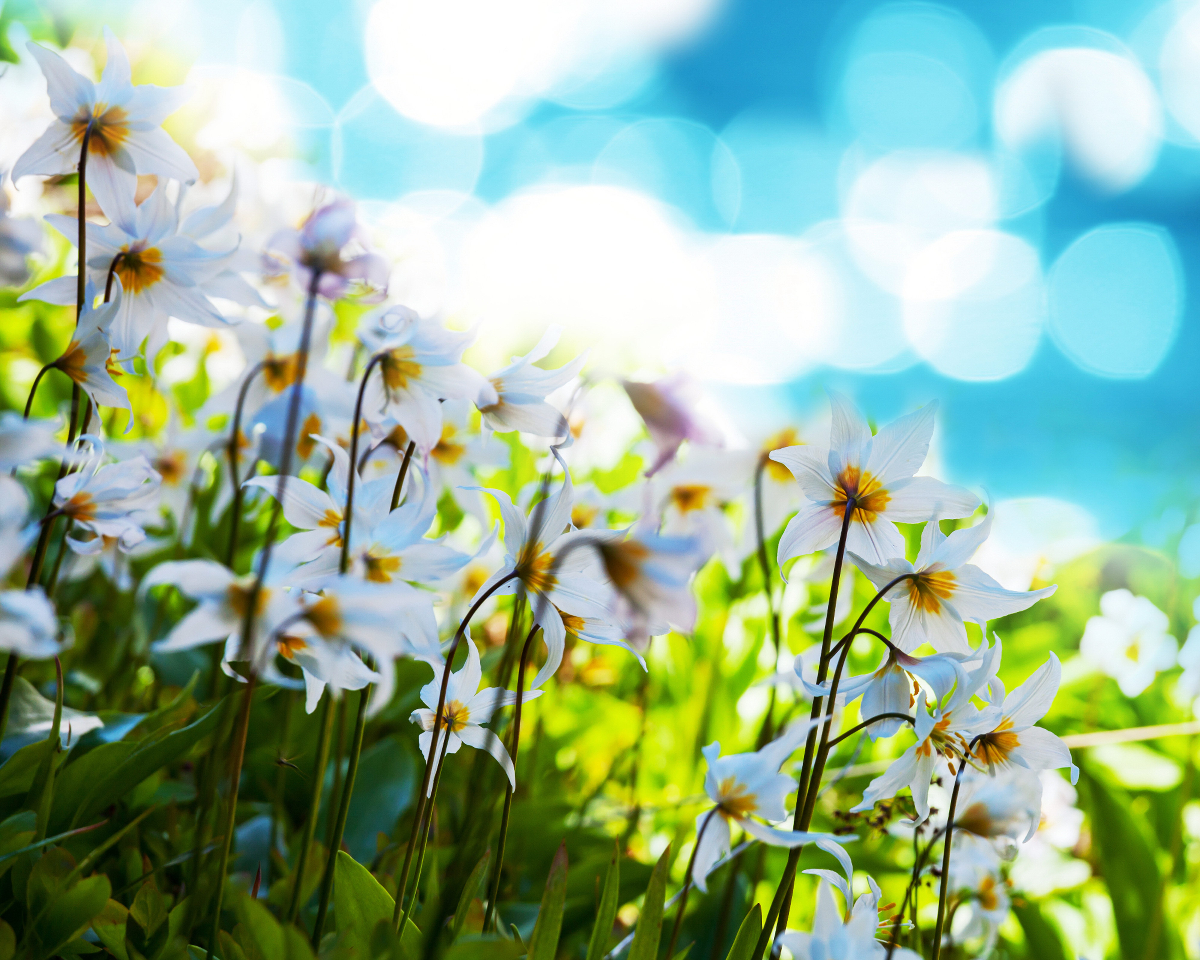 Téléchargez gratuitement l'image Fleurs, Fleur, Terre/nature sur le bureau de votre PC