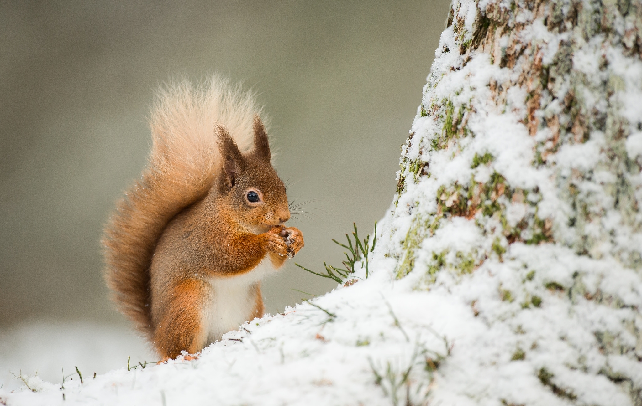 812816 Hintergrundbild herunterladen tiere, eichhörnchen, essen, nagetier, schnee, winter - Bildschirmschoner und Bilder kostenlos