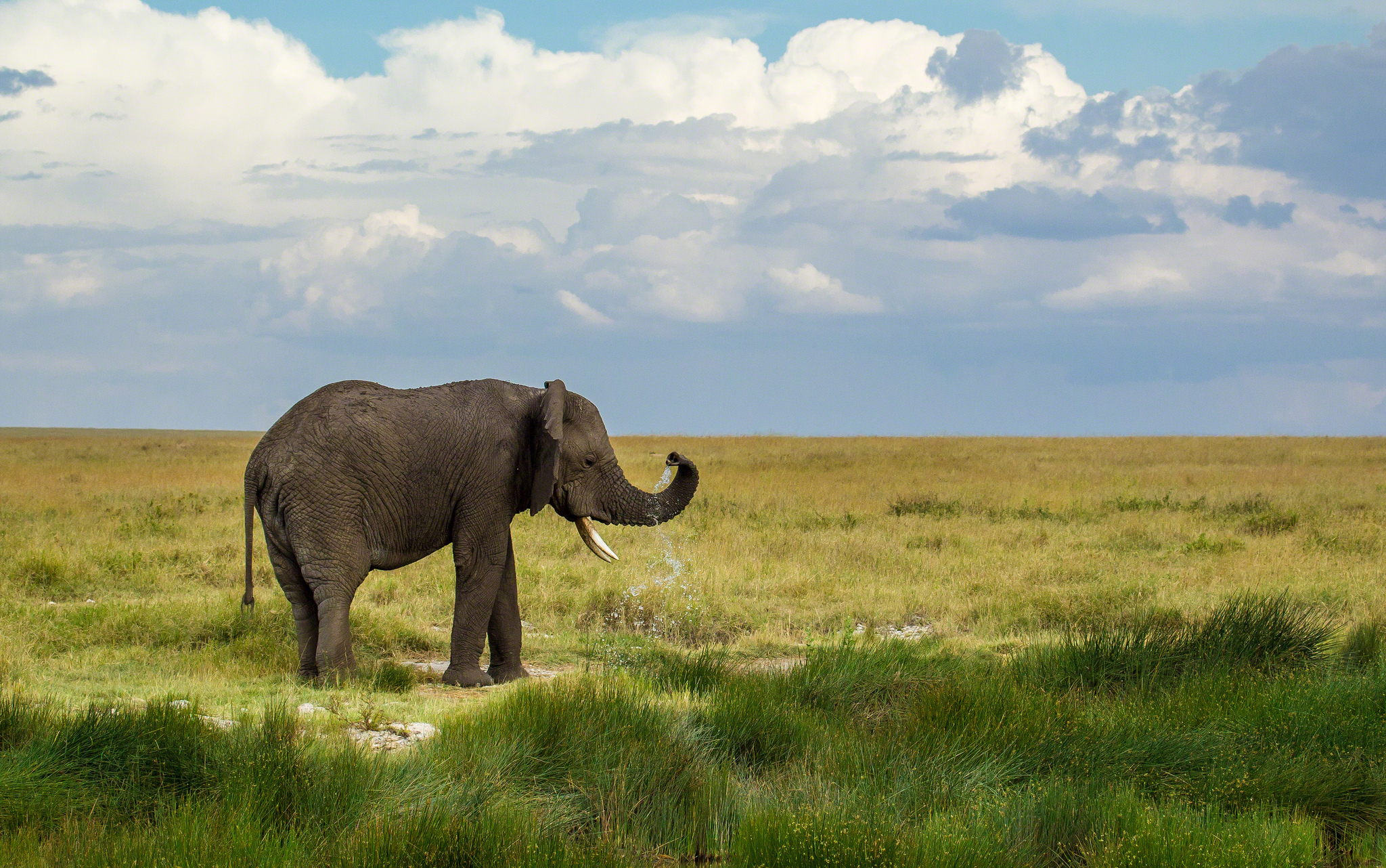 Téléchargez gratuitement l'image Animaux, Éléphants, Éléphant De Savane D'afrique sur le bureau de votre PC