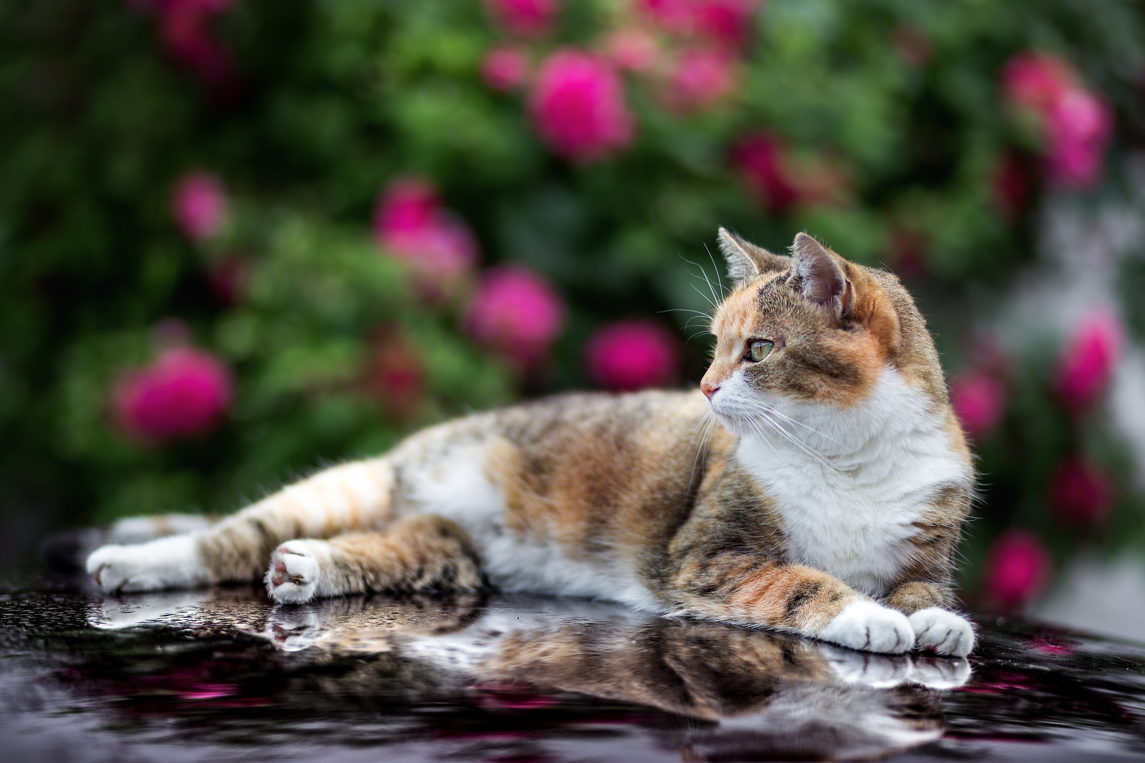 Download mobile wallpaper Cats, Reflection, Cat, Animal for free.
