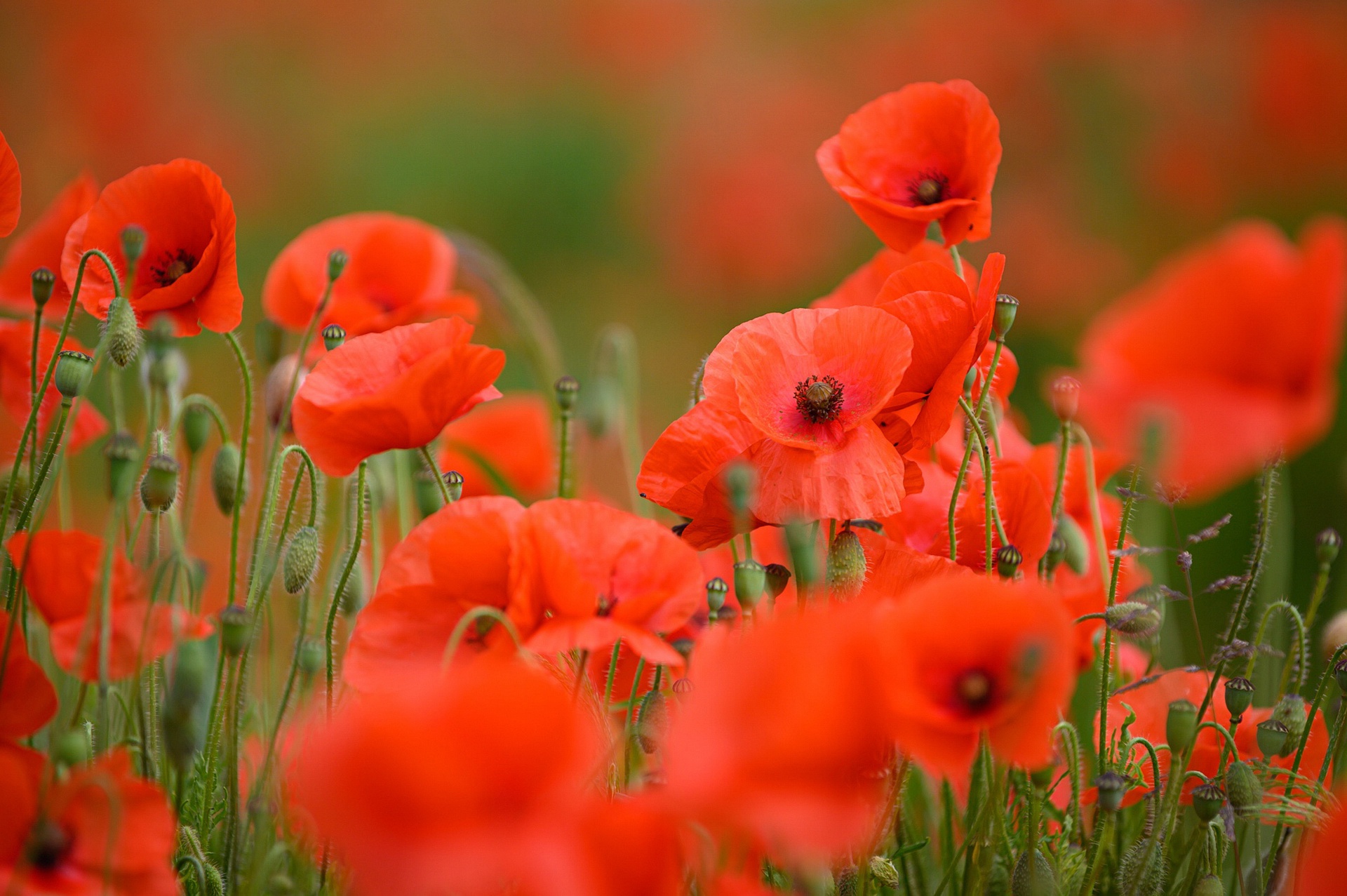 Téléchargez des papiers peints mobile Fleurs, Été, Fleur, Coquelicot, Fleur Rouge, Terre/nature gratuitement.