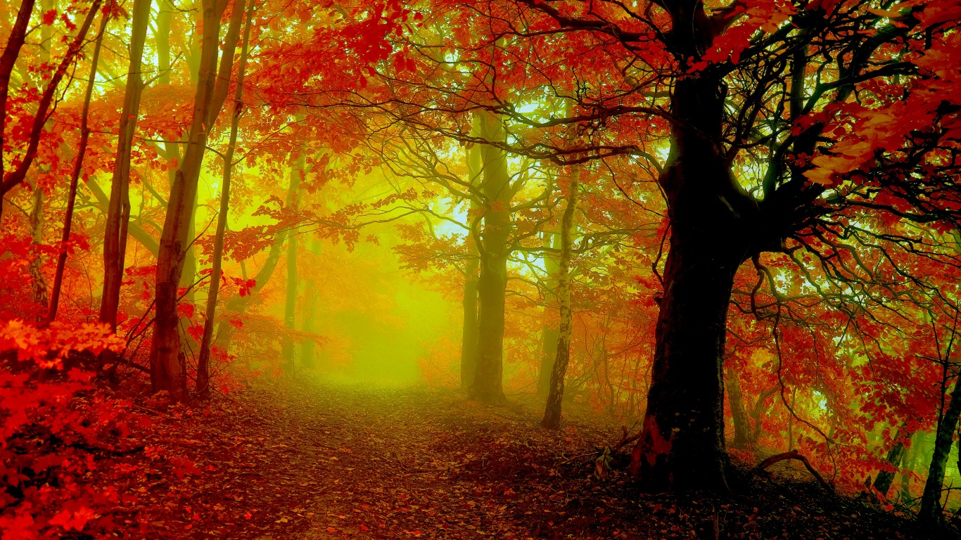 Download mobile wallpaper Forest, Tree, Fall, Earth for free.
