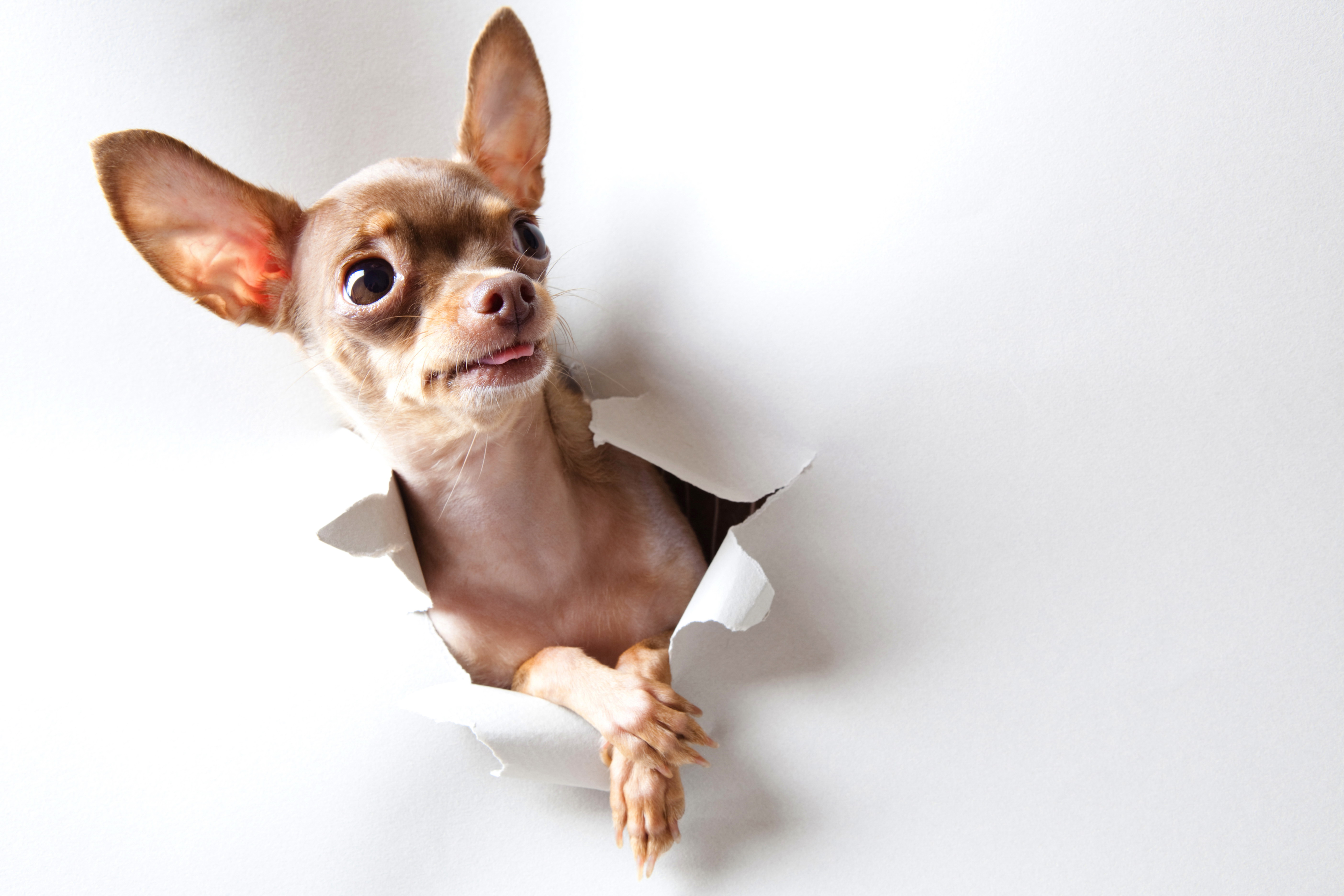Melhores papéis de parede de Chihuahua para tela do telefone