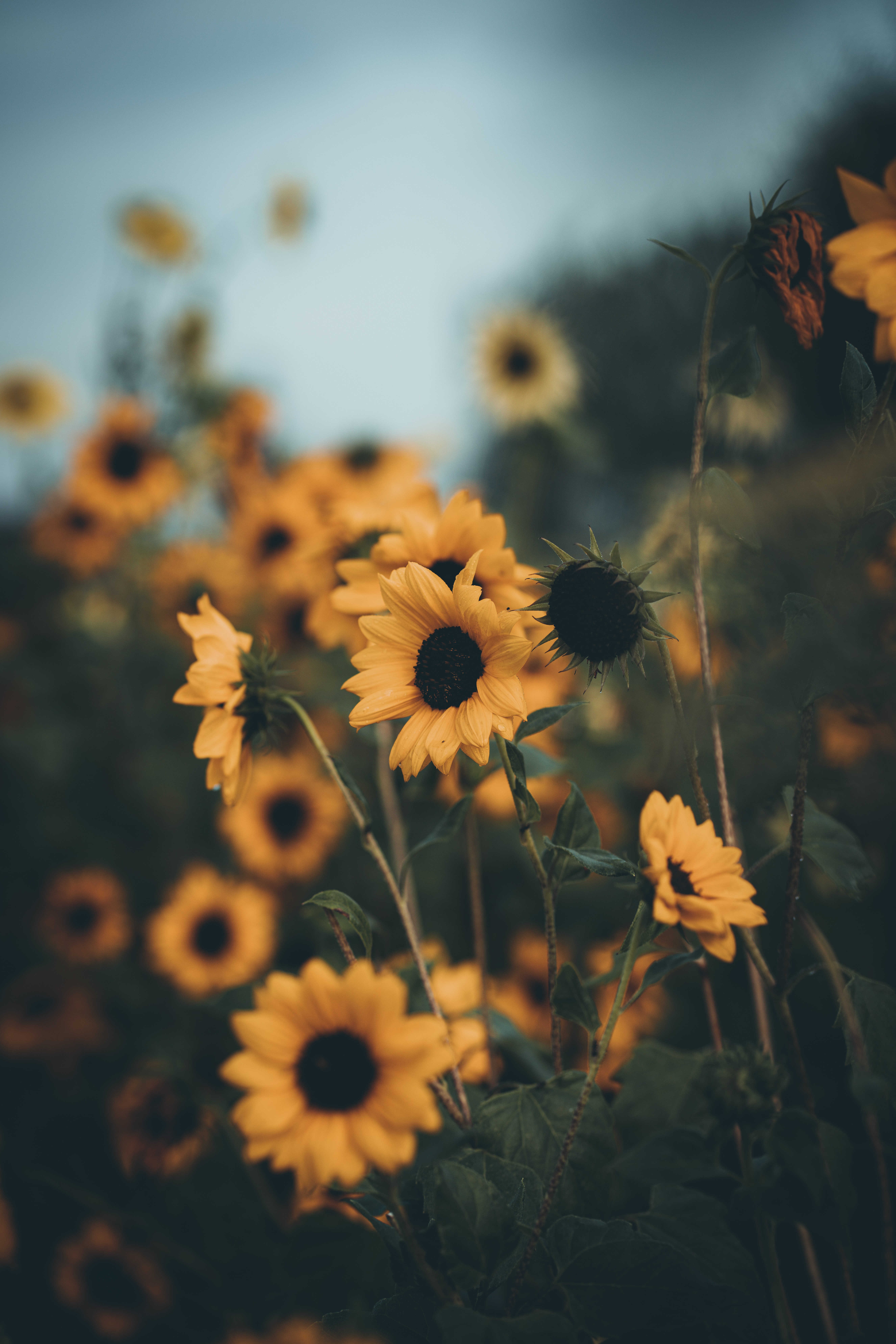 sunflowers, flowers, yellow, petals, field cellphone