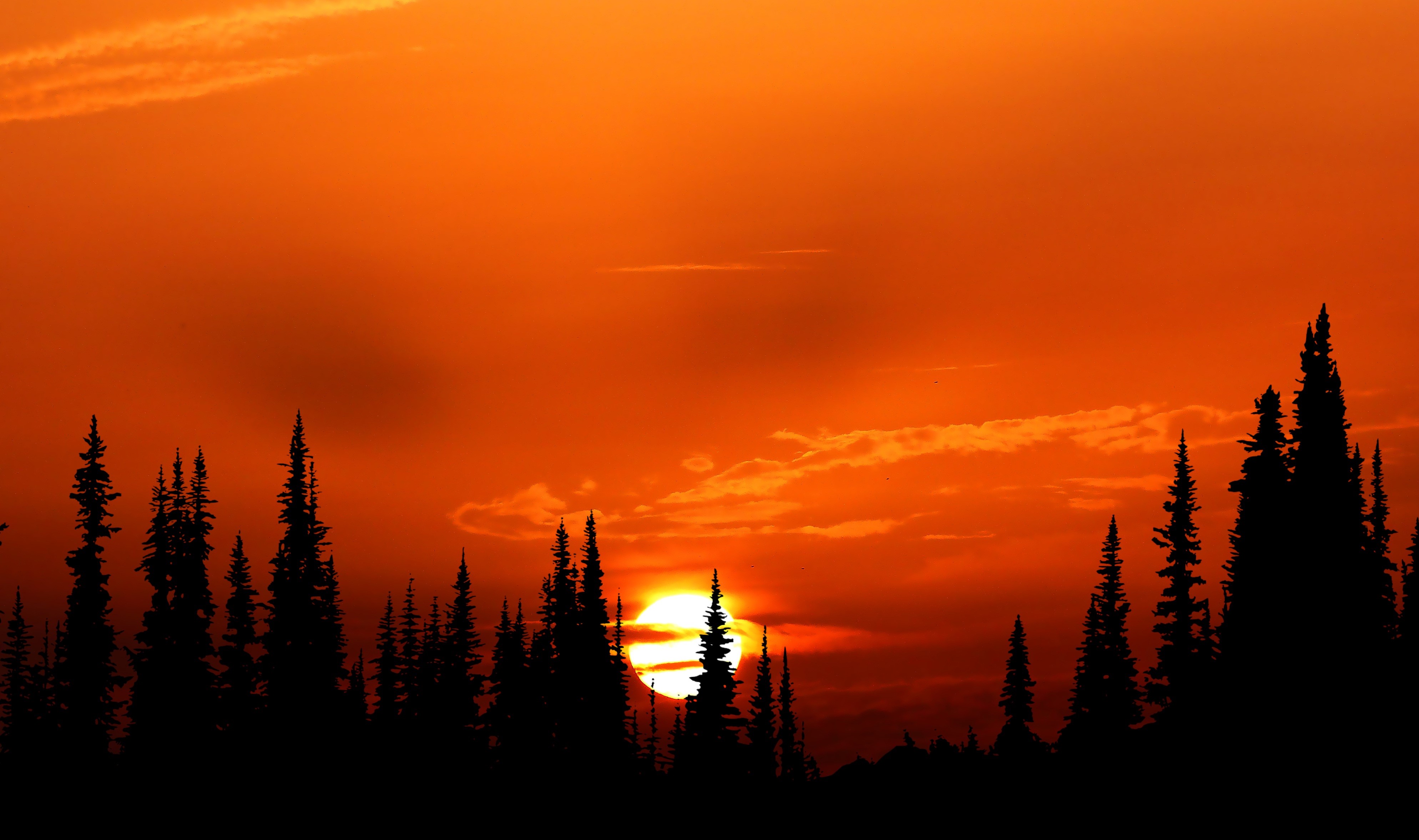 Descarga gratis la imagen Silueta, Atardecer, Tierra/naturaleza en el escritorio de tu PC