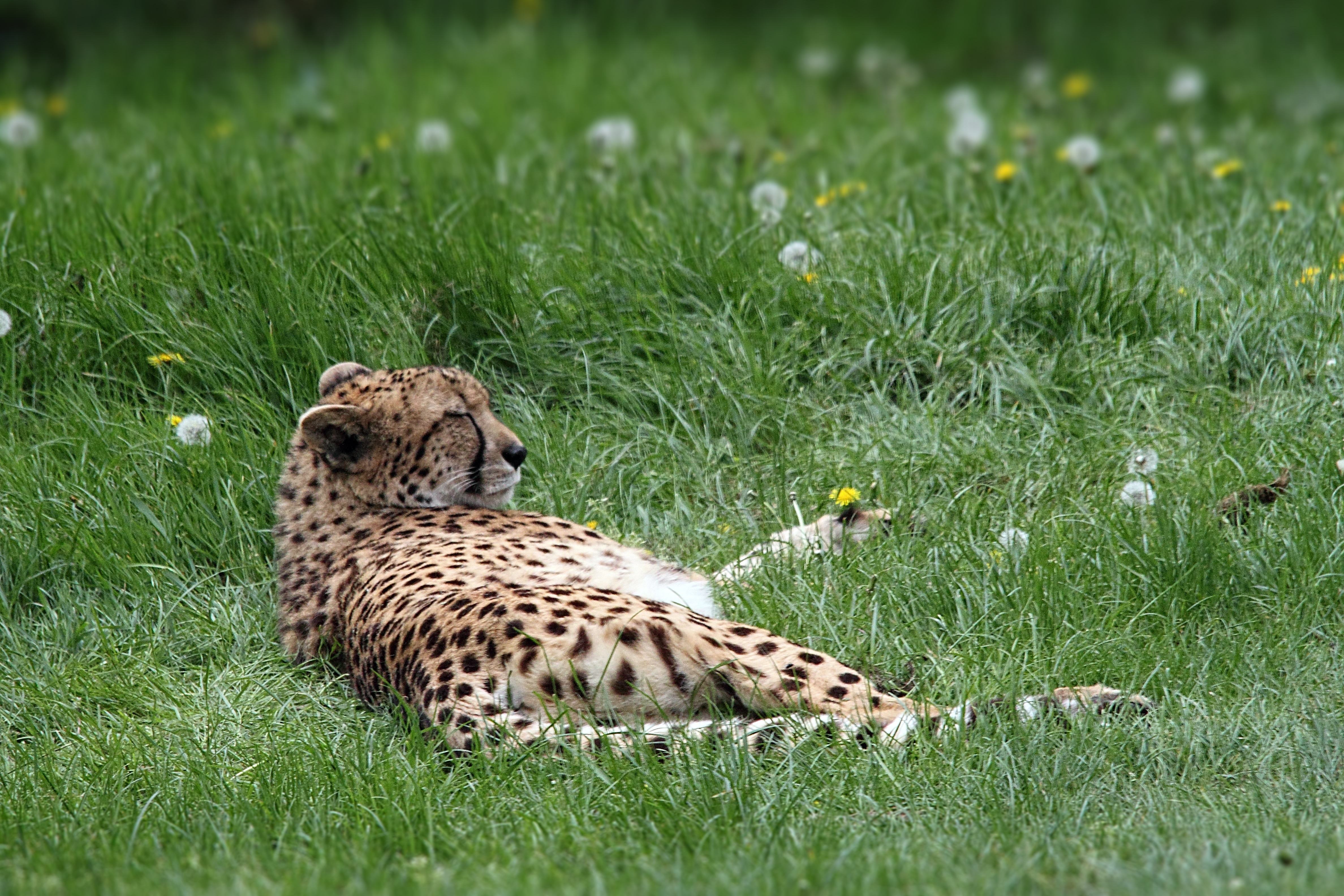Download mobile wallpaper Cats, Grass, Cheetah, Animal, Resting for free.
