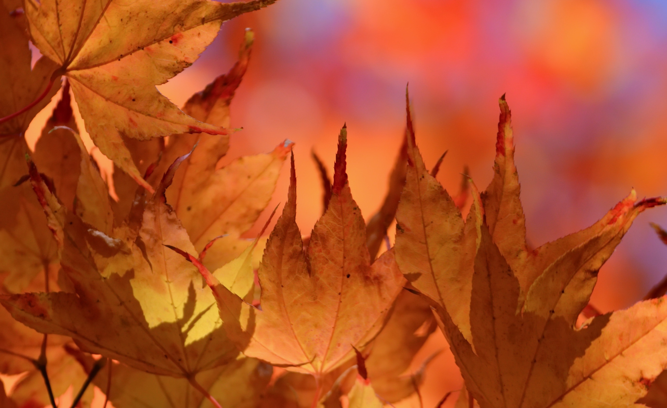 Handy-Wallpaper Natur, Herbst, Makro, Blatt, Erde/natur kostenlos herunterladen.