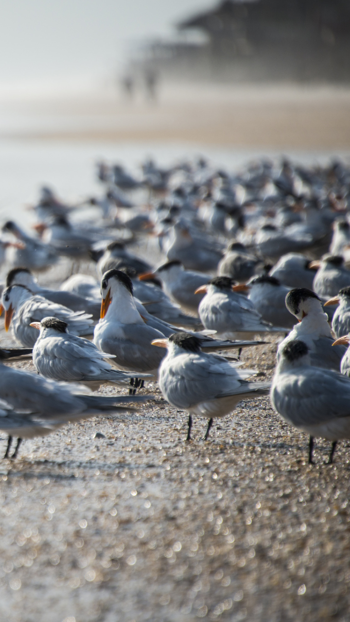 Téléchargez des papiers peints mobile Animaux, Rive, Oiseau, Des Oiseaux gratuitement.