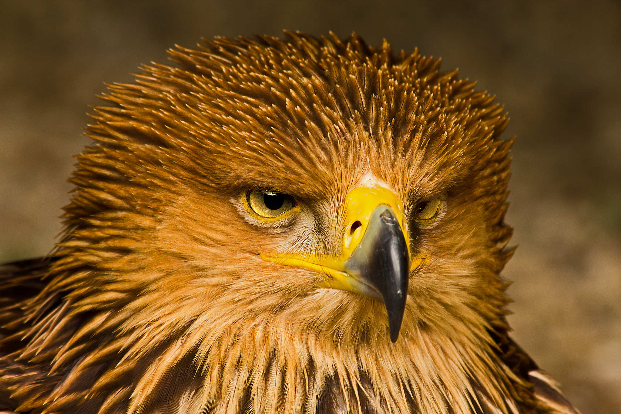Download mobile wallpaper Eagle, Birds, Animal for free.