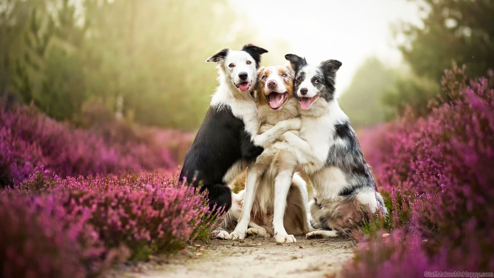 1500605 descargar imagen animales, perro, pastor australiano, amor: fondos de pantalla y protectores de pantalla gratis