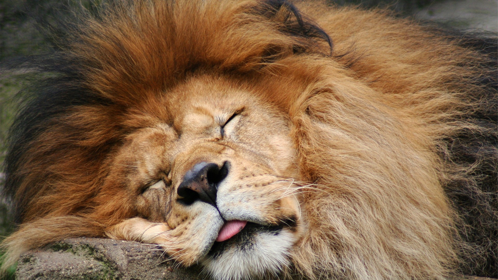 Download mobile wallpaper Lion, Animal for free.