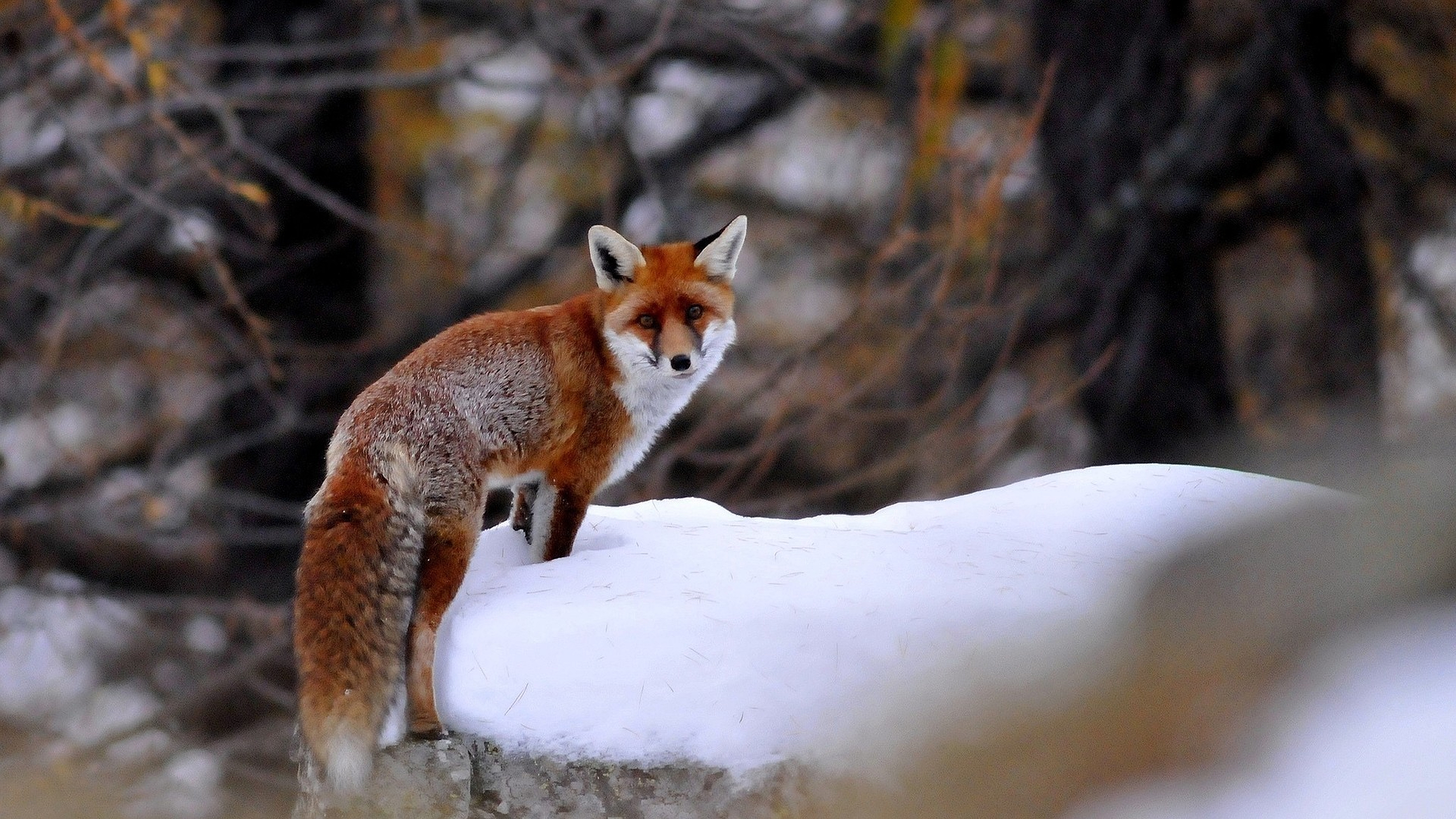 Handy-Wallpaper Tiere, Fuchs kostenlos herunterladen.