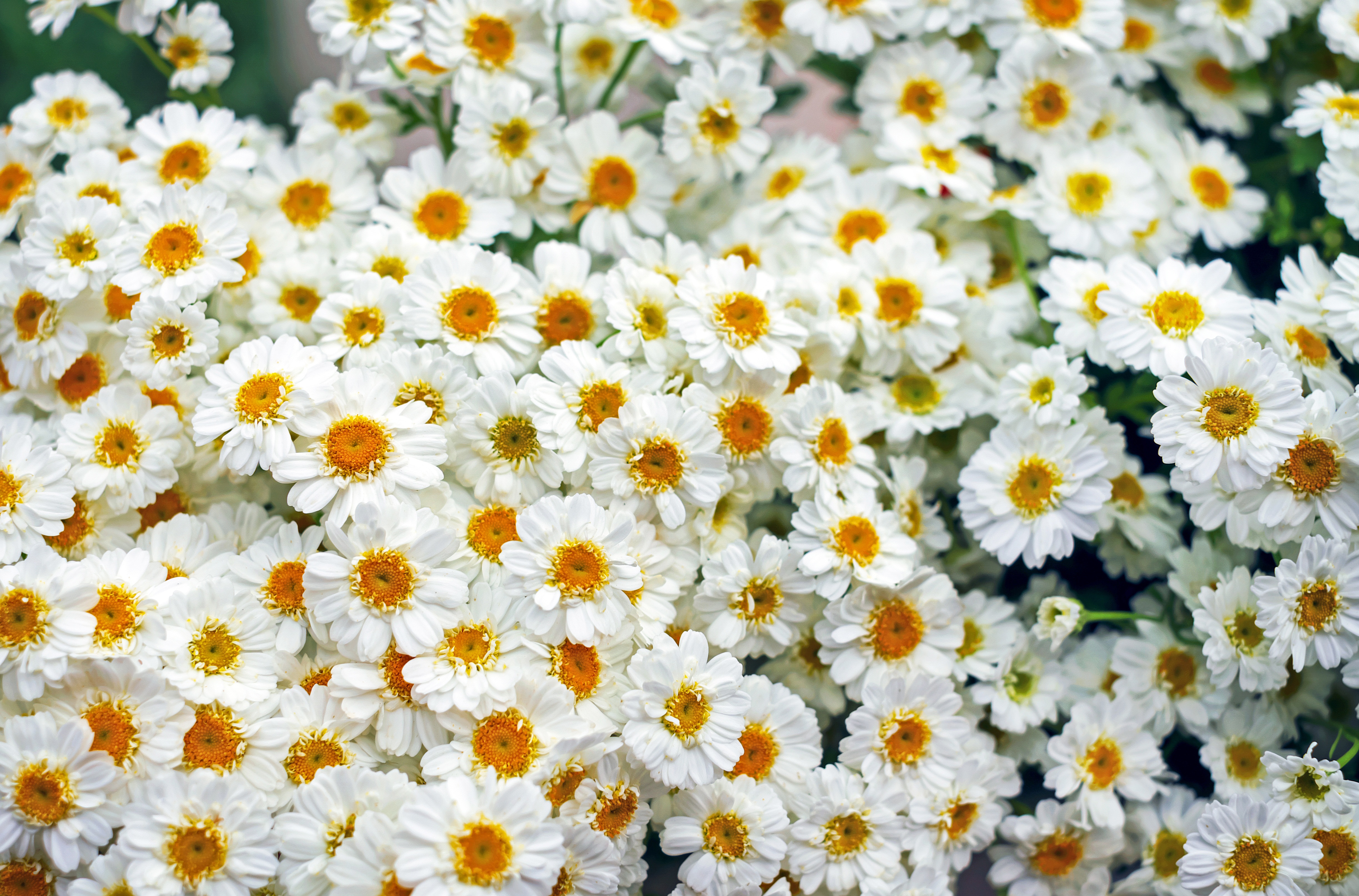 Handy-Wallpaper Natur, Blumen, Gerbera, Blume, Weiße Blume, Erde/natur kostenlos herunterladen.