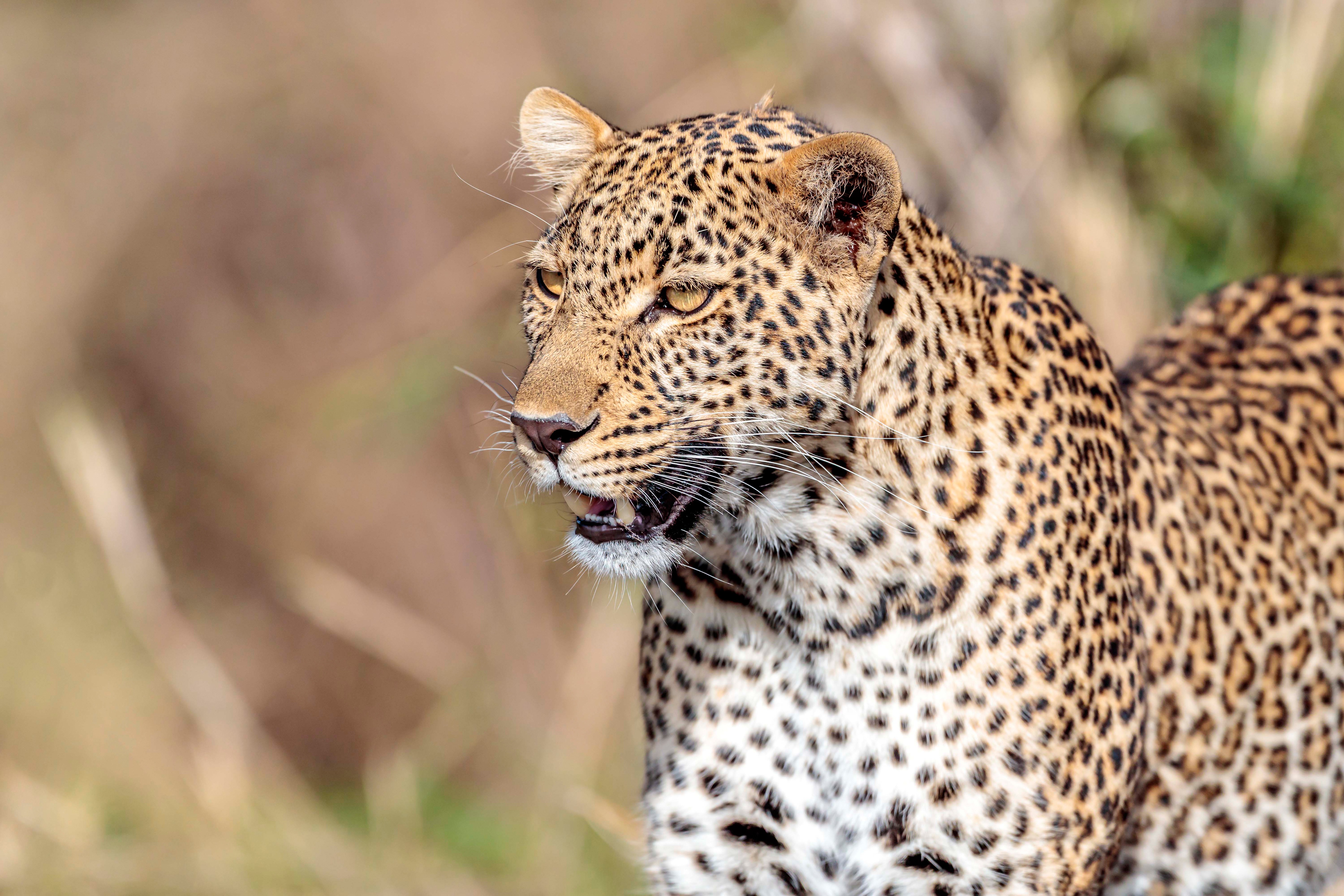 Baixe gratuitamente a imagem Animais, Gatos, Leopardo na área de trabalho do seu PC