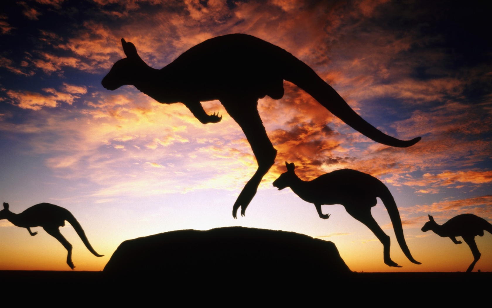 Free download wallpaper Kangaroo, Animal on your PC desktop