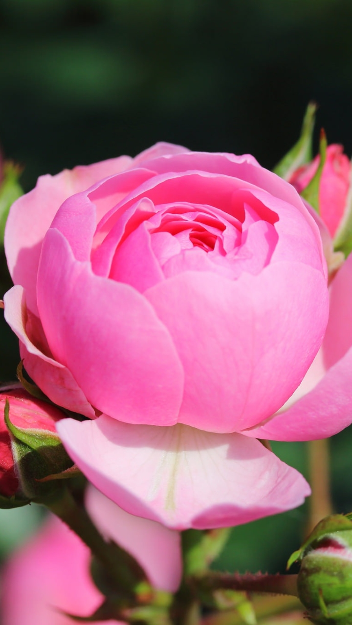 無料モバイル壁紙自然, フラワーズ, 花, 薔薇, 閉じる, 地球, ピンクの花をダウンロードします。