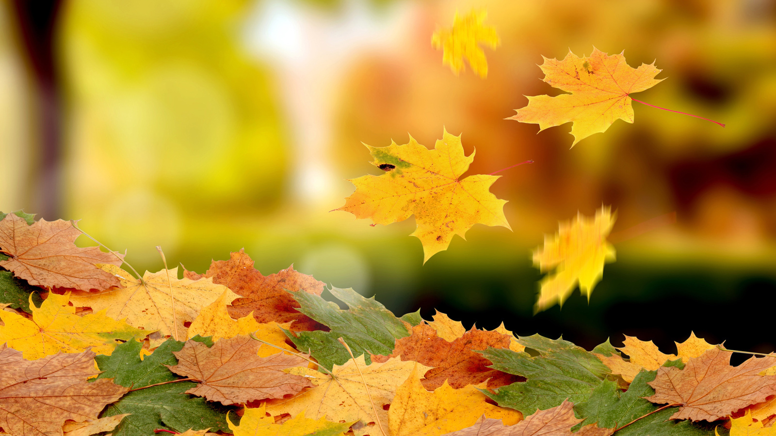 Free download wallpaper Autumn, Leaves, Plants on your PC desktop