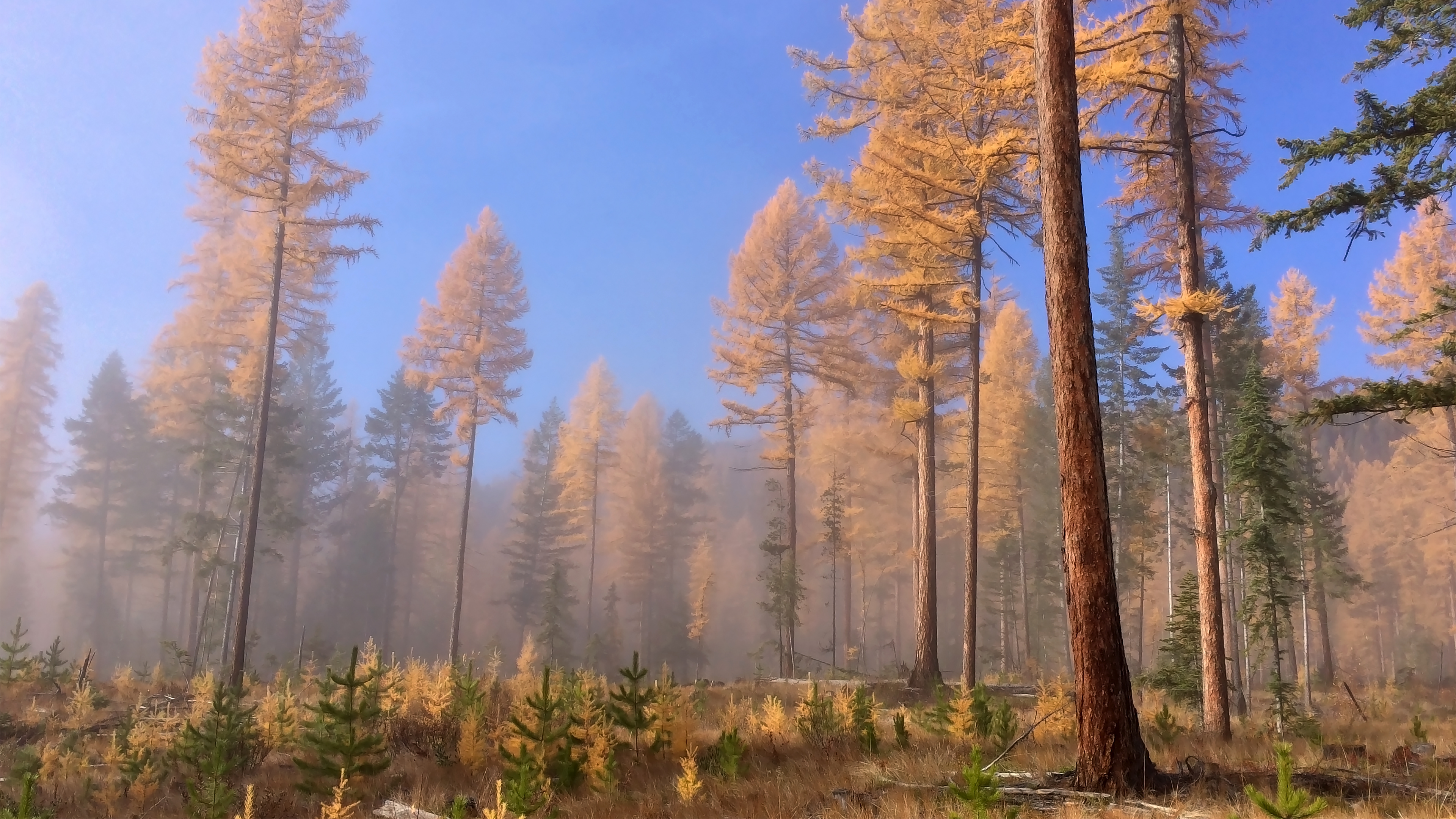 Descarga gratis la imagen Bosque, Tierra/naturaleza en el escritorio de tu PC