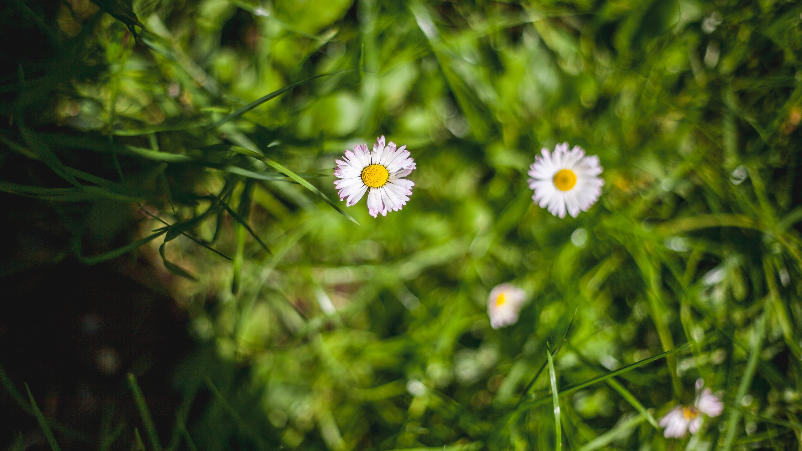 Descarga gratis la imagen Naturaleza, Flores, Flor, Tierra/naturaleza en el escritorio de tu PC