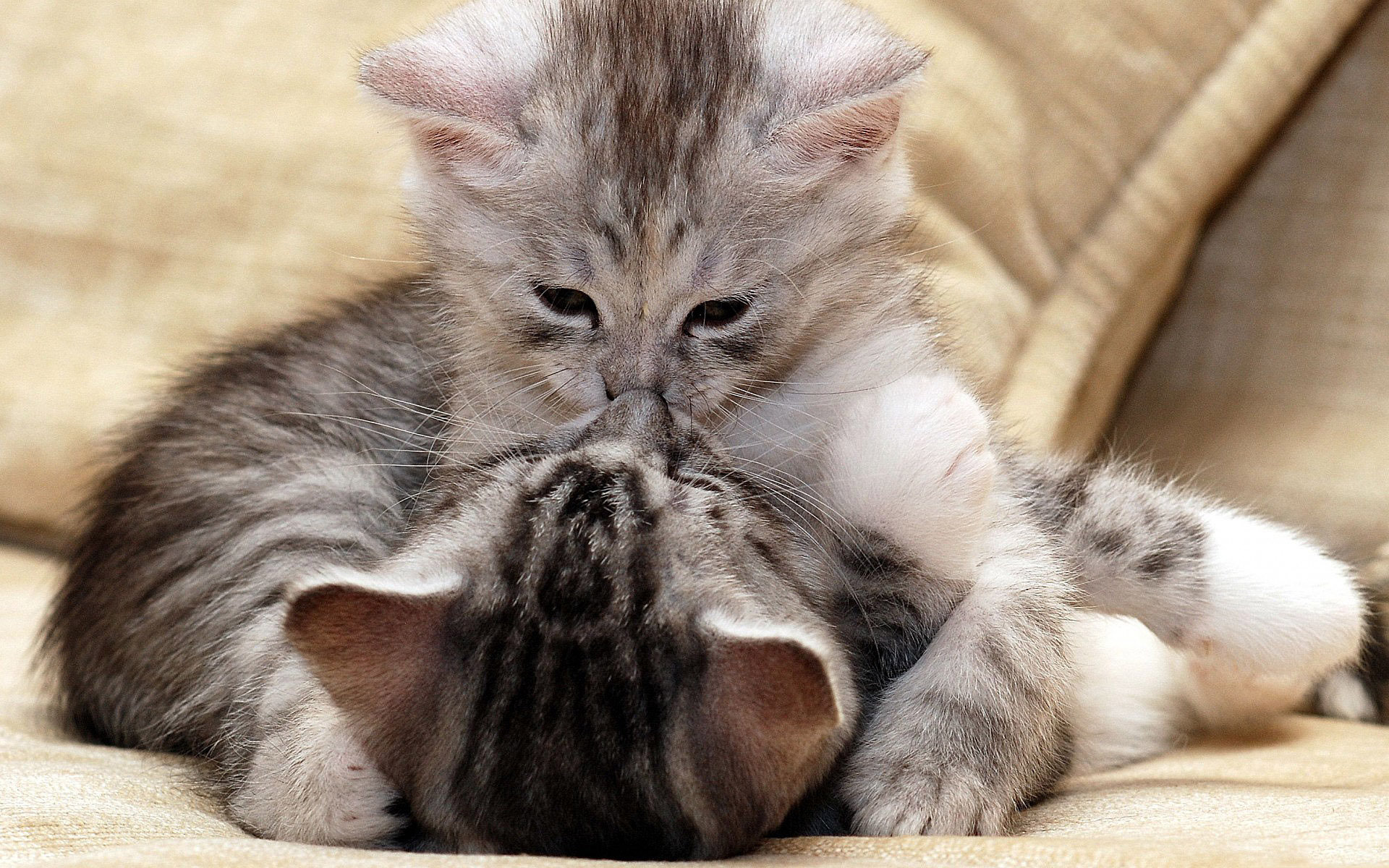 Baixar papel de parede para celular de Animais, Gato gratuito.