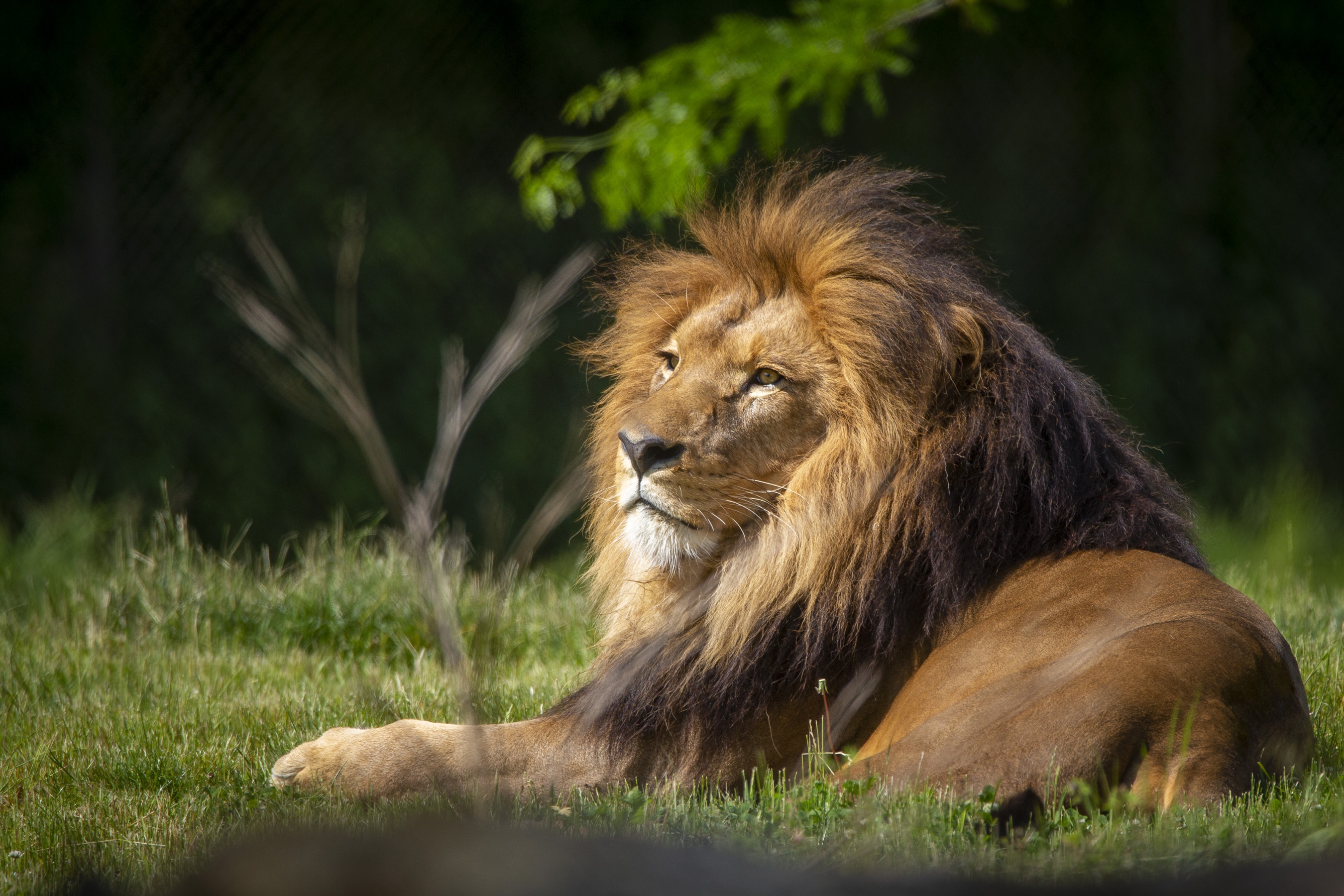 Descarga gratuita de fondo de pantalla para móvil de Animales, Gatos, León.