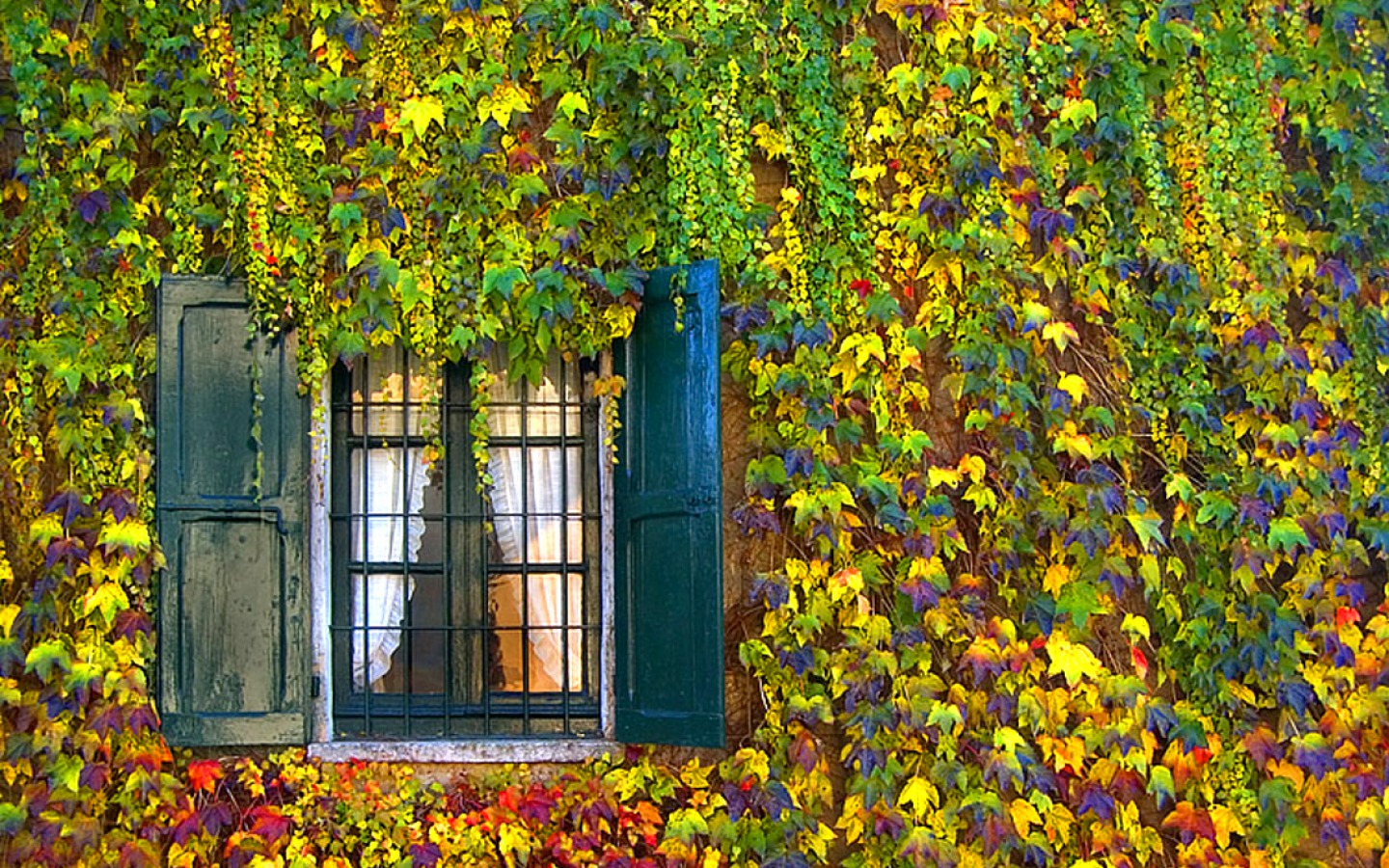 748580 скачать картинку окно, осень, плющ, сделано человеком, листва, вайн - обои и заставки бесплатно