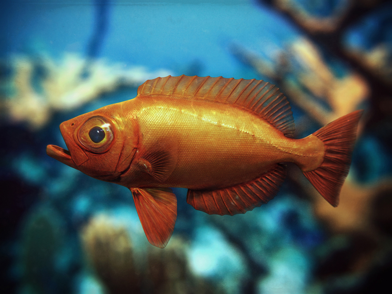Download mobile wallpaper Fishes, Animal, Fish for free.