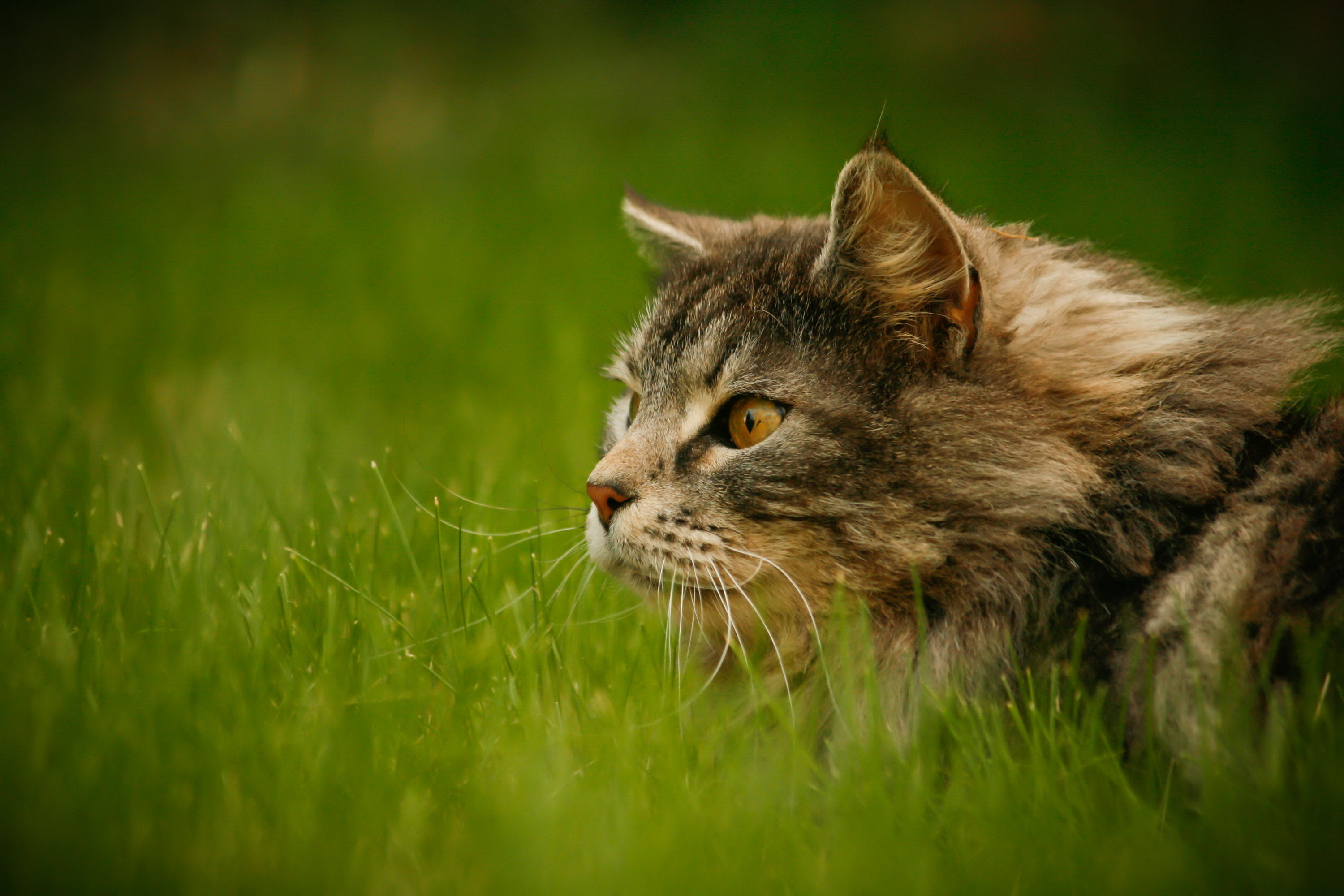 Handy-Wallpaper Tiere, Katzen, Katze, Bokeh, Gras kostenlos herunterladen.