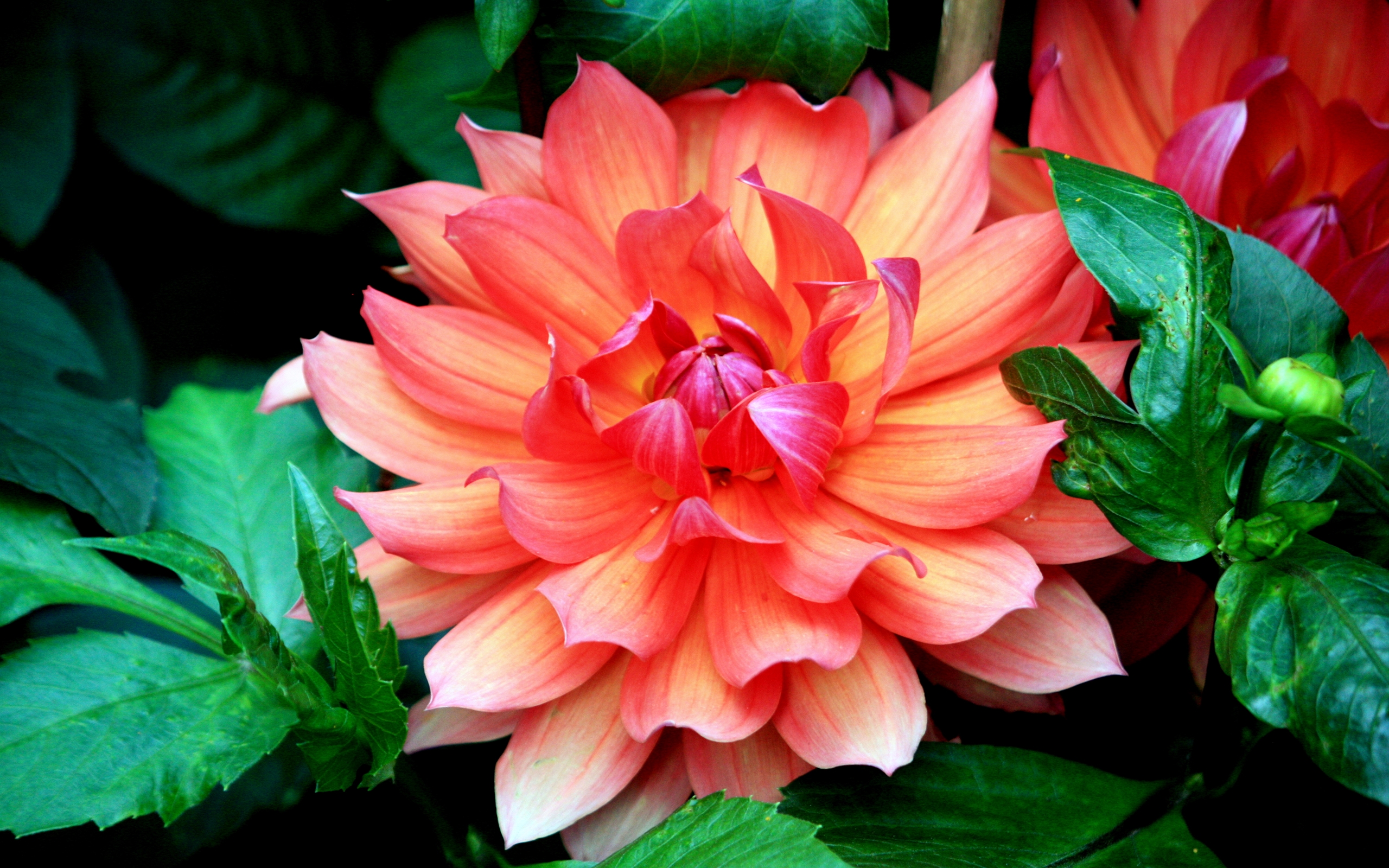 Download mobile wallpaper Flowers, Close Up, Earth, Dahlia, Orange Flower for free.