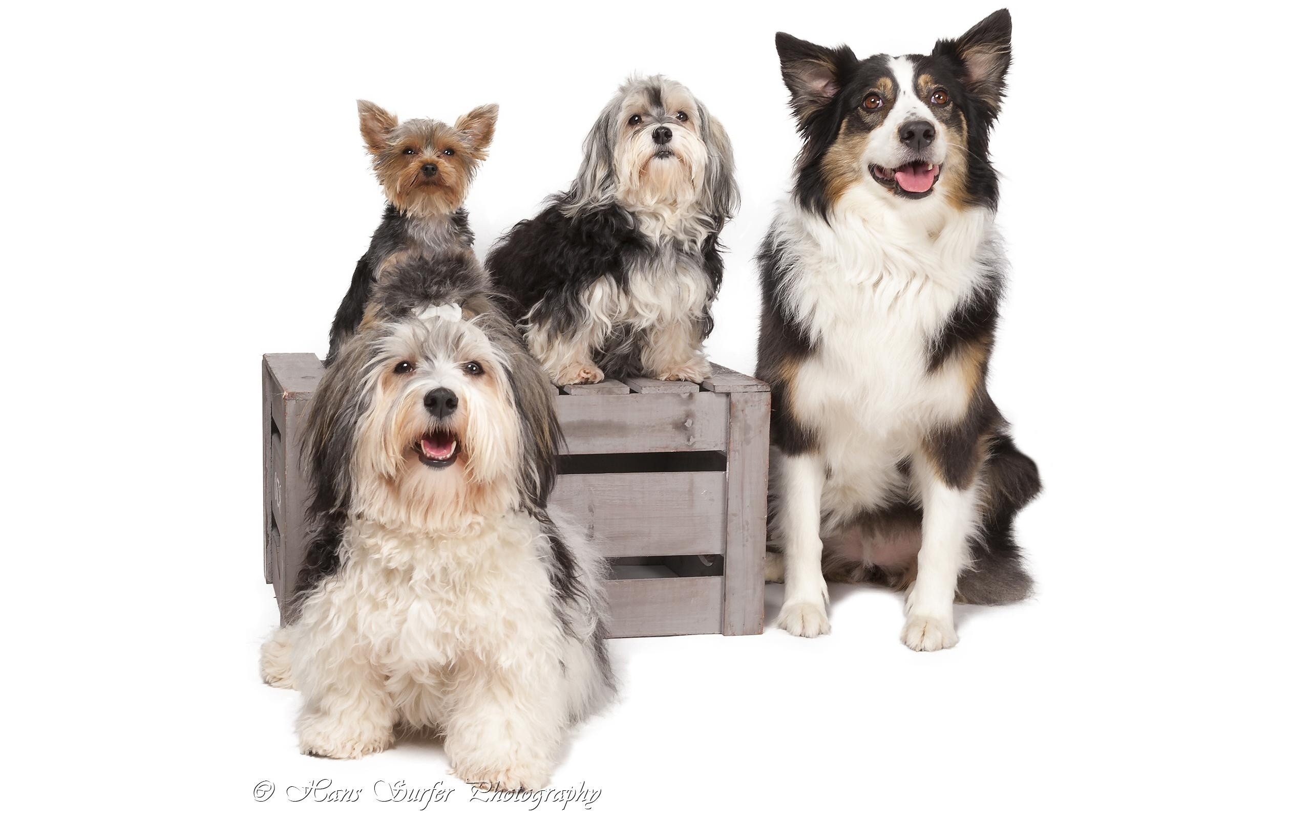 Handy-Wallpaper Hunde, Hund, Tiere kostenlos herunterladen.