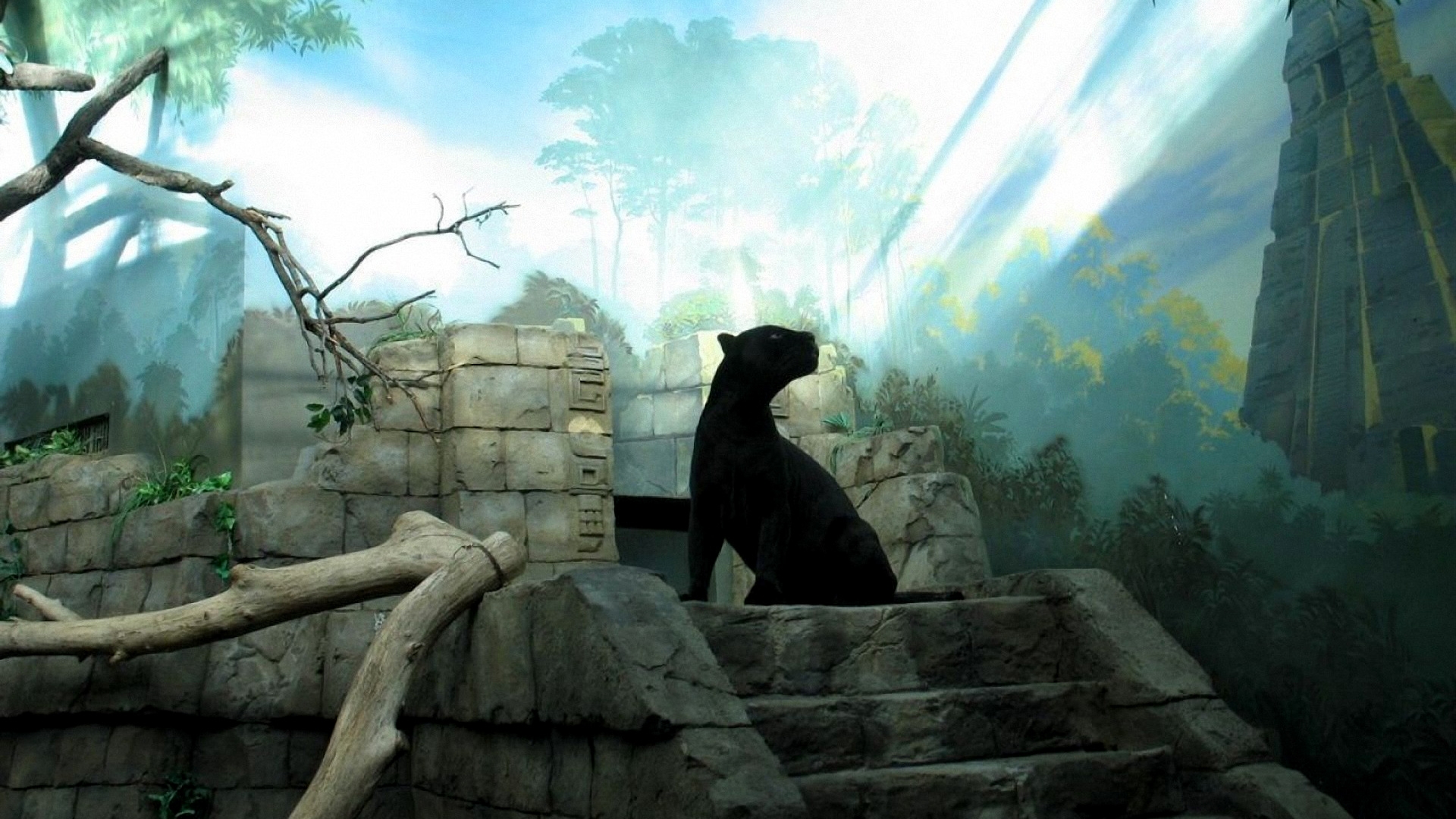 229648 скачать обои черная пантера, животные, кошки - заставки и картинки бесплатно