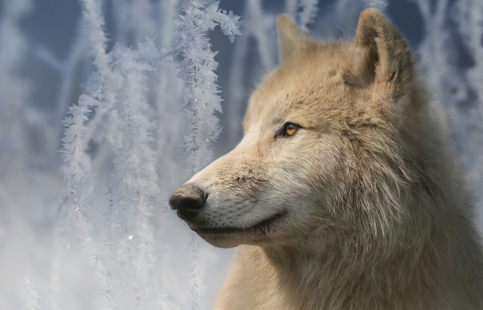 wolf, animal, arctic wolf, white, winter