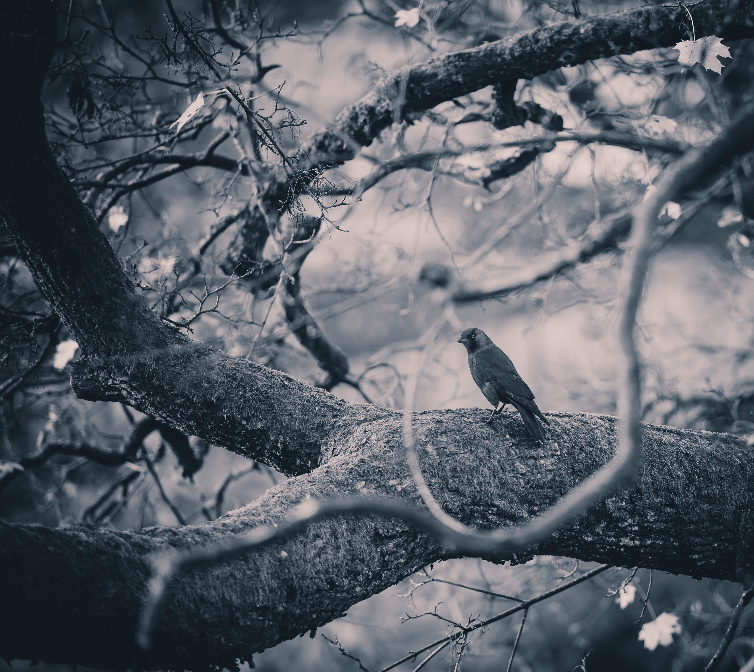 crow, animals, bird, wood, tree, branches, bw, chb images