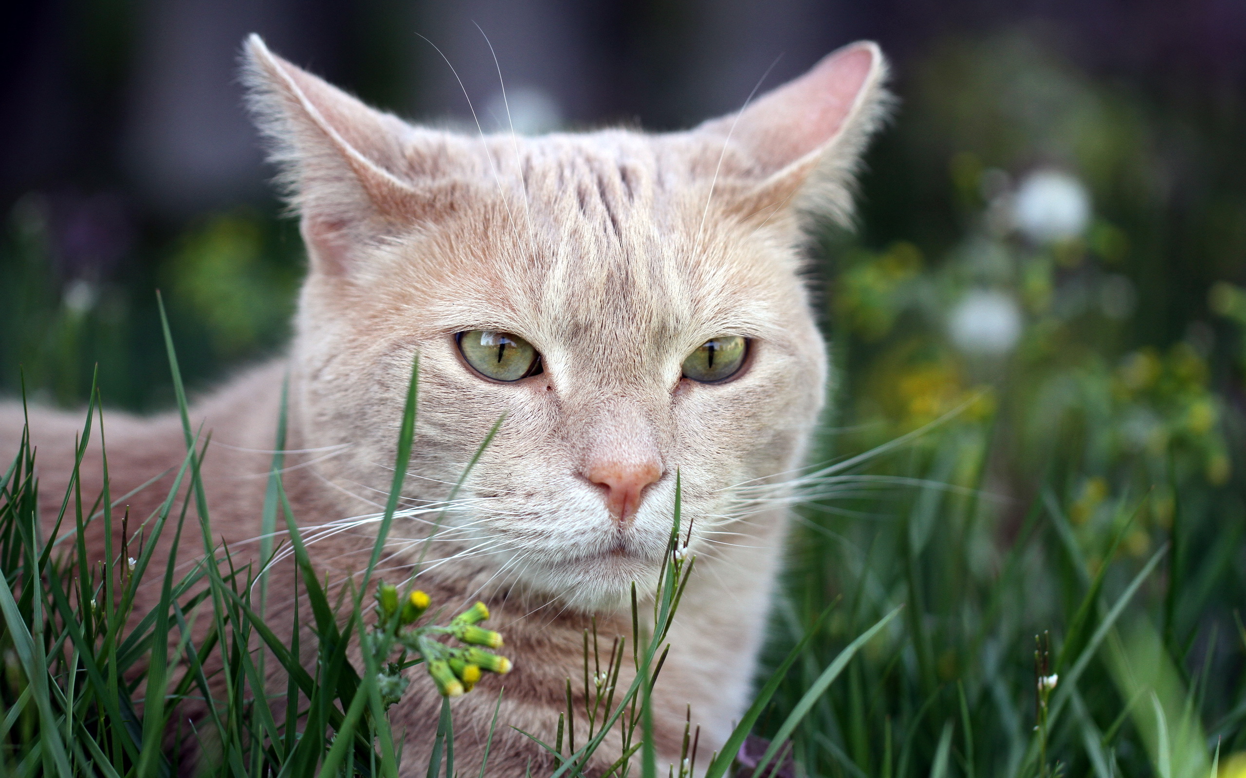 Handy-Wallpaper Tiere, Katzen, Katze kostenlos herunterladen.