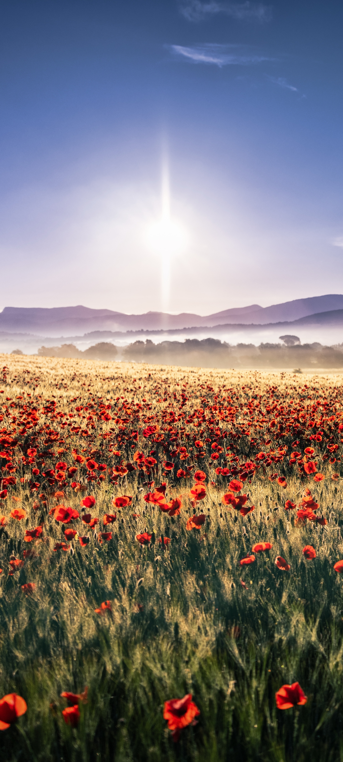 Téléchargez des papiers peints mobile Paysage, Fleurs, Été, Champ, Coquelicot, Fleur Rouge, Terre/nature gratuitement.