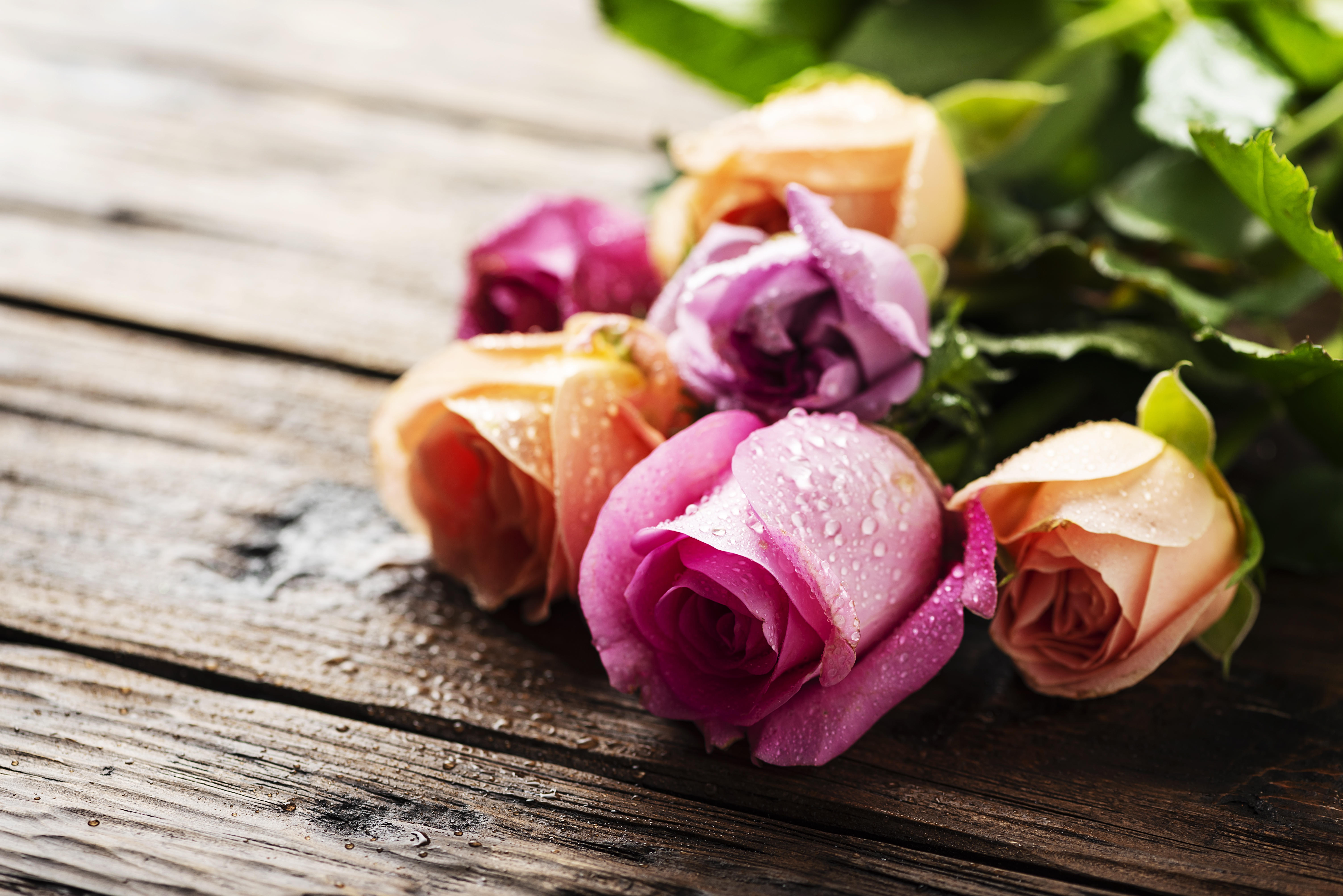 Baixe gratuitamente a imagem Rosa, Flor, Feito Pelo Homem na área de trabalho do seu PC