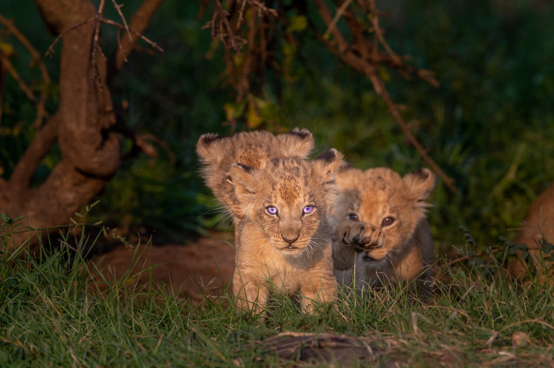 Téléchargez des papiers peints mobile Animaux, Chats, Lion, Lionceau, Bébé Animal gratuitement.