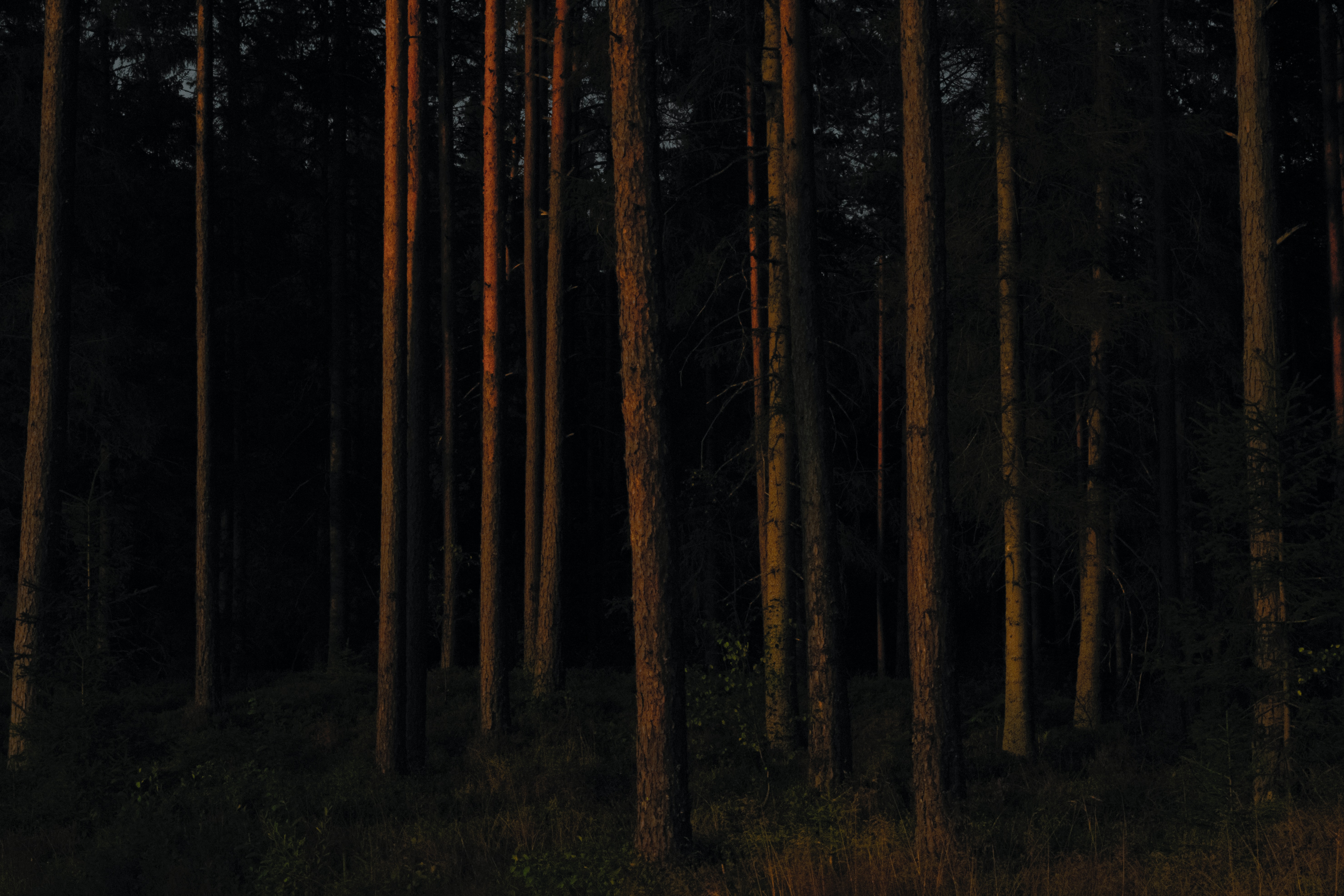 Download mobile wallpaper Pine, Forest, Nature, Trees, Dark for free.