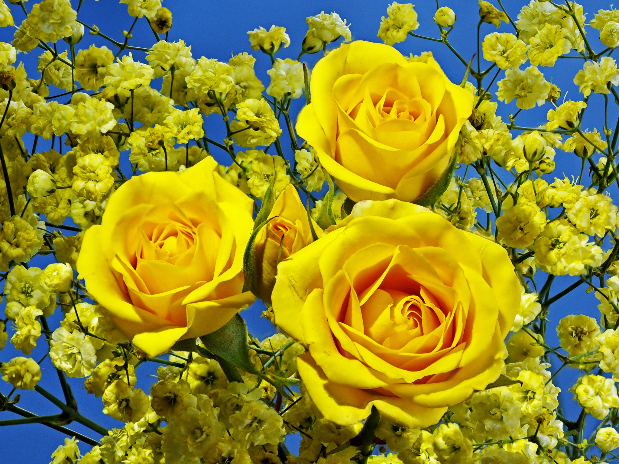 PCデスクトップにフラワーズ, 花, 薔薇, 地球, 黄色い花画像を無料でダウンロード
