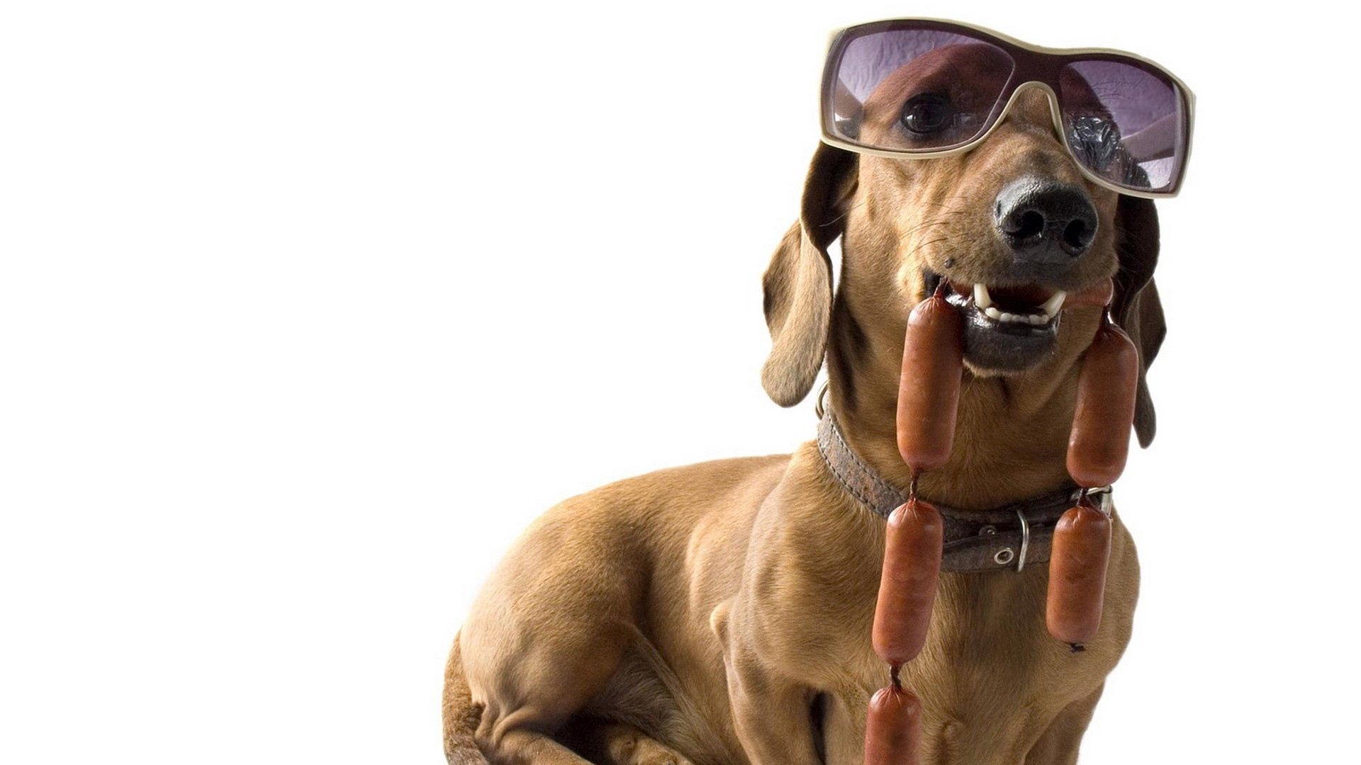 95106 descargar imagen animales, perro, gafas, empinado, escarpado, perro tejonero, dachshund, embutidos, salchichas: fondos de pantalla y protectores de pantalla gratis