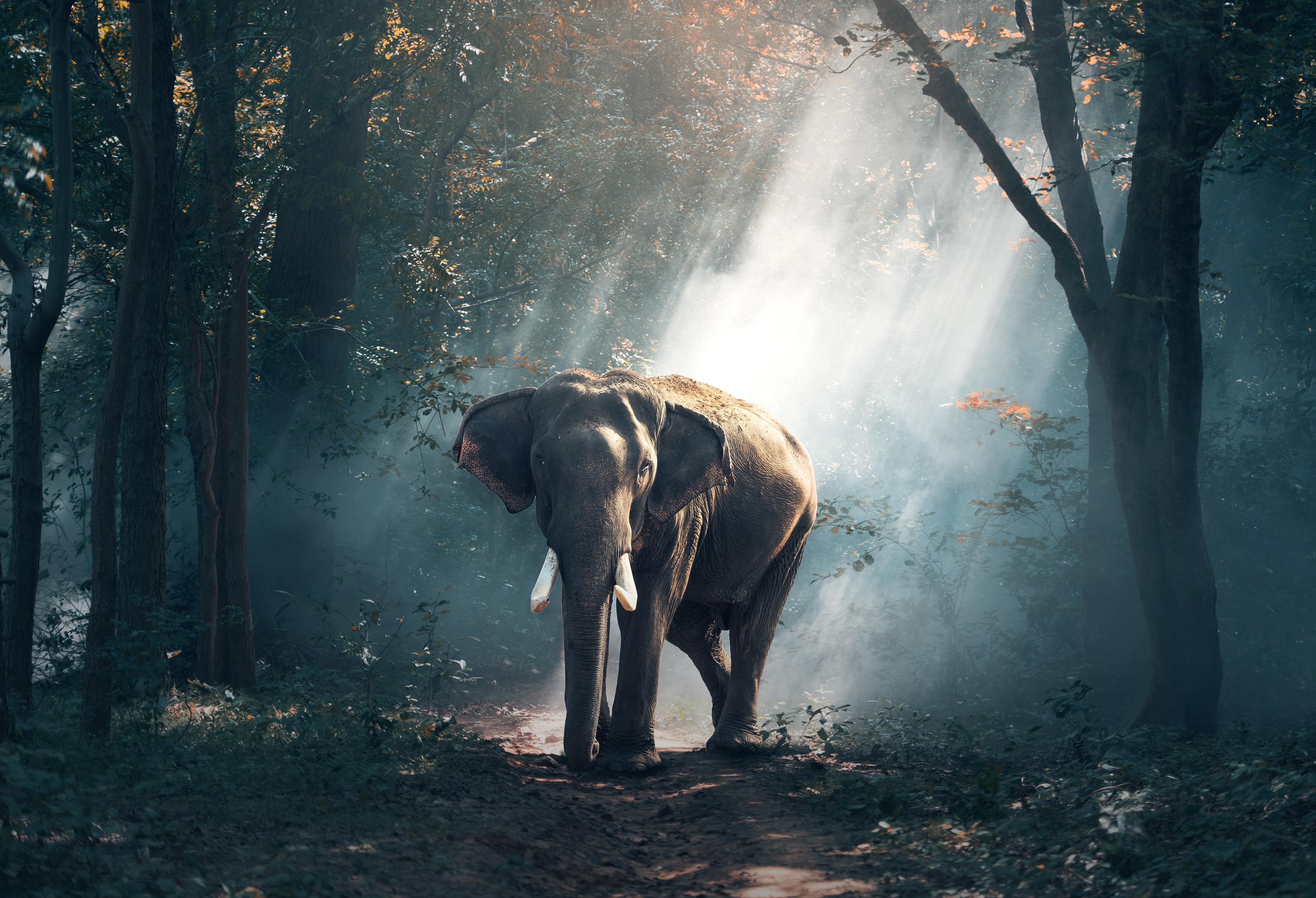 109832 Hintergrundbild herunterladen tiere, elefant, elefanten, bäume, wald, schatten, sonnenlicht - Bildschirmschoner und Bilder kostenlos