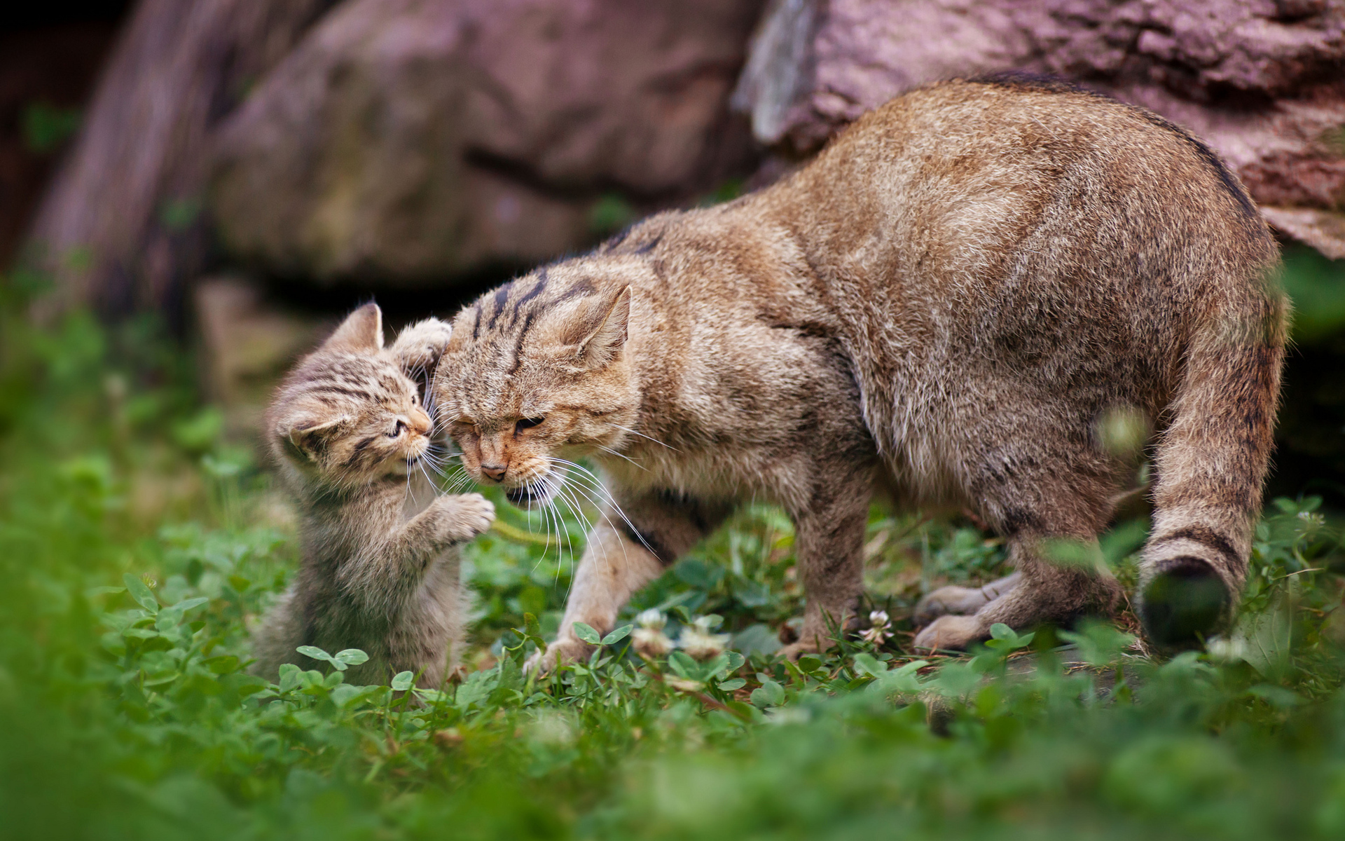 Laden Sie das Tiere, Katze, Kätzchen, Süß-Bild kostenlos auf Ihren PC-Desktop herunter