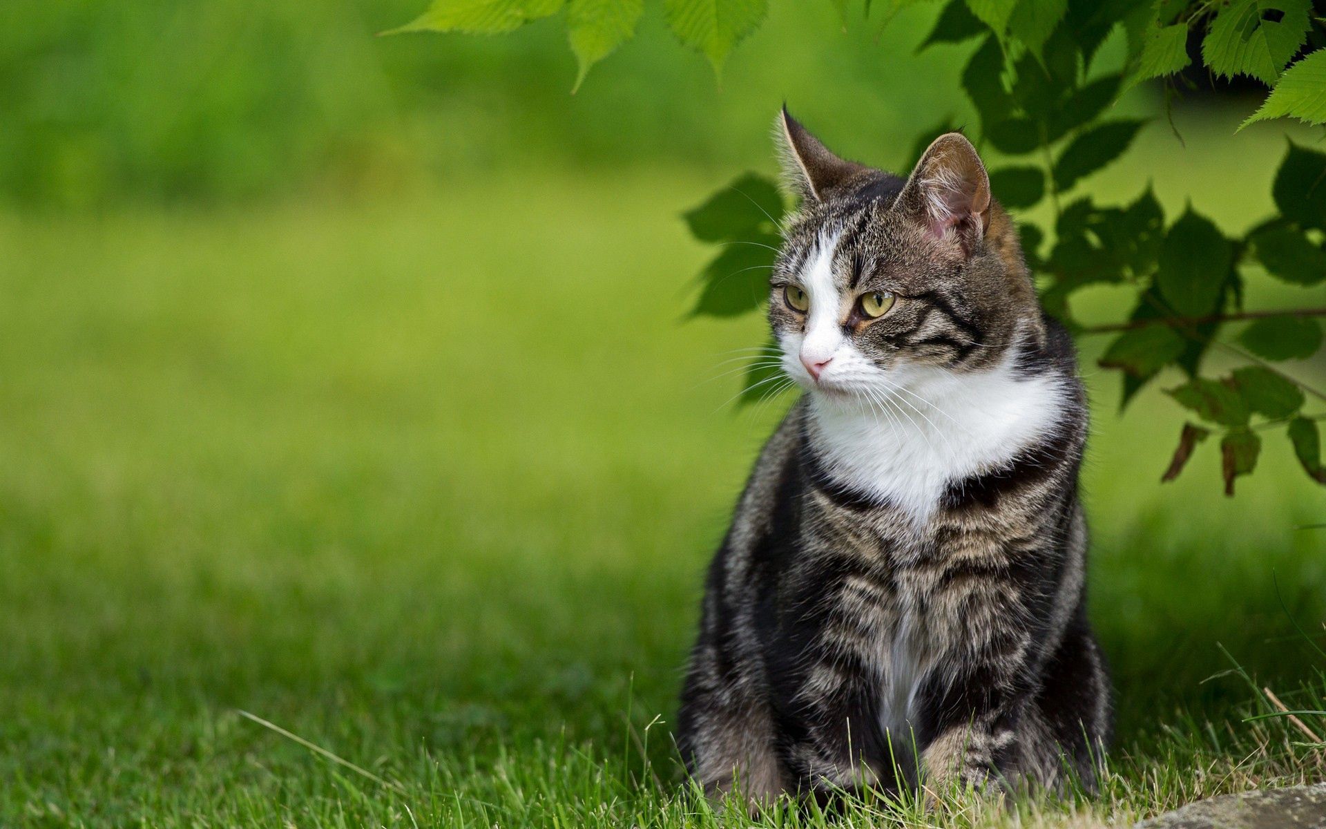 Free download wallpaper Grass, Sit, Striped, Stroll, Animals, Cat on your PC desktop