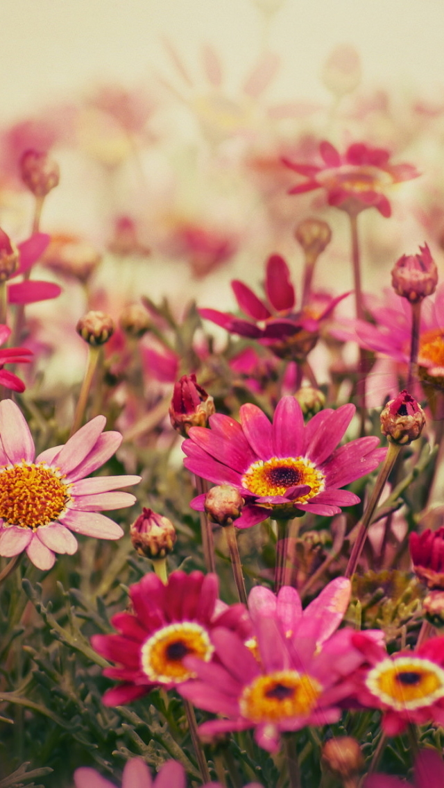 Download mobile wallpaper Nature, Flowers, Flower, Earth, Daisy, Pink Flower for free.