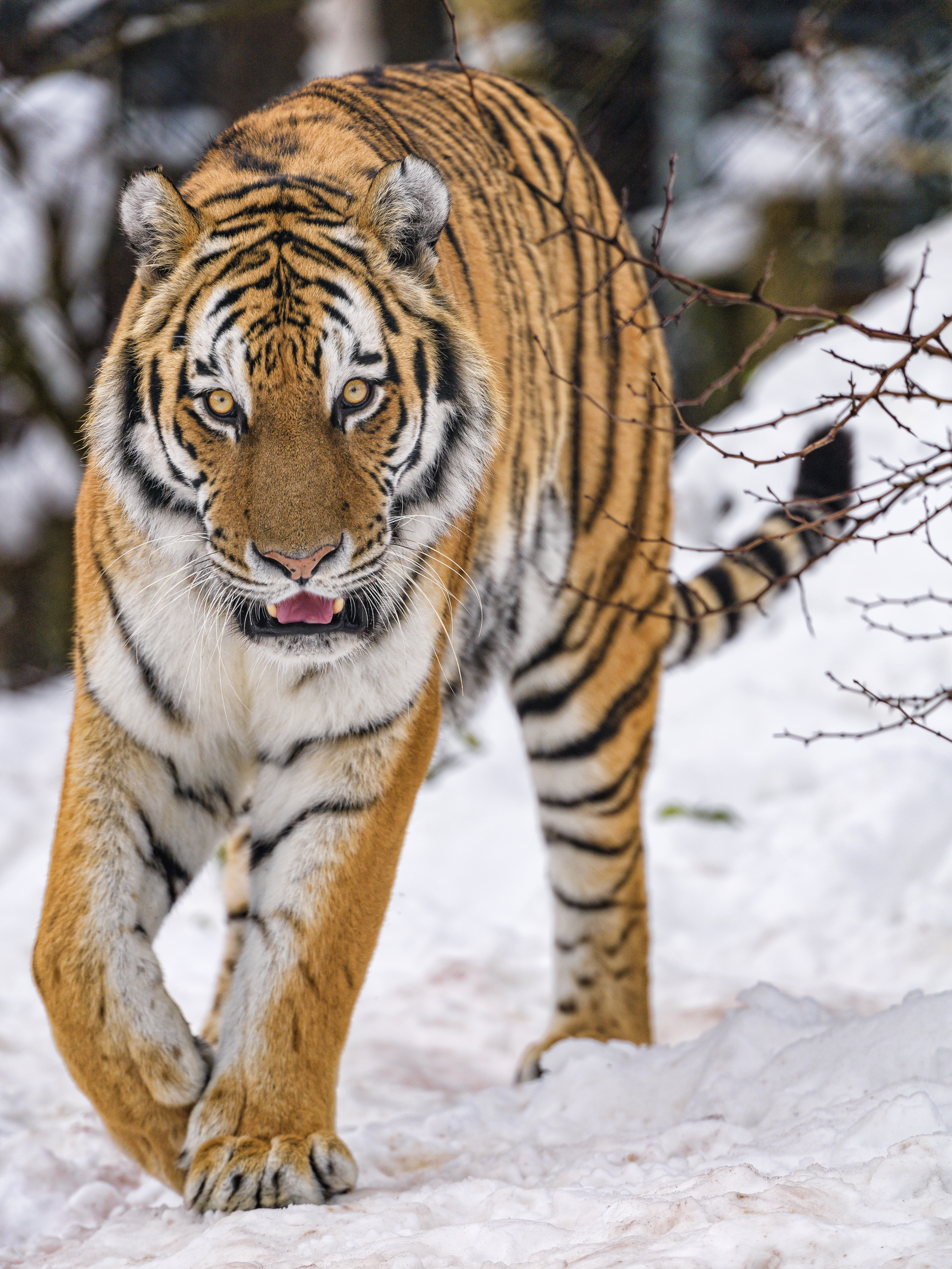Скачать обои бесплатно Животное, Снег, Животные, Дикая Природа, Хищник, Большая Кошка, Тигр картинка на рабочий стол ПК