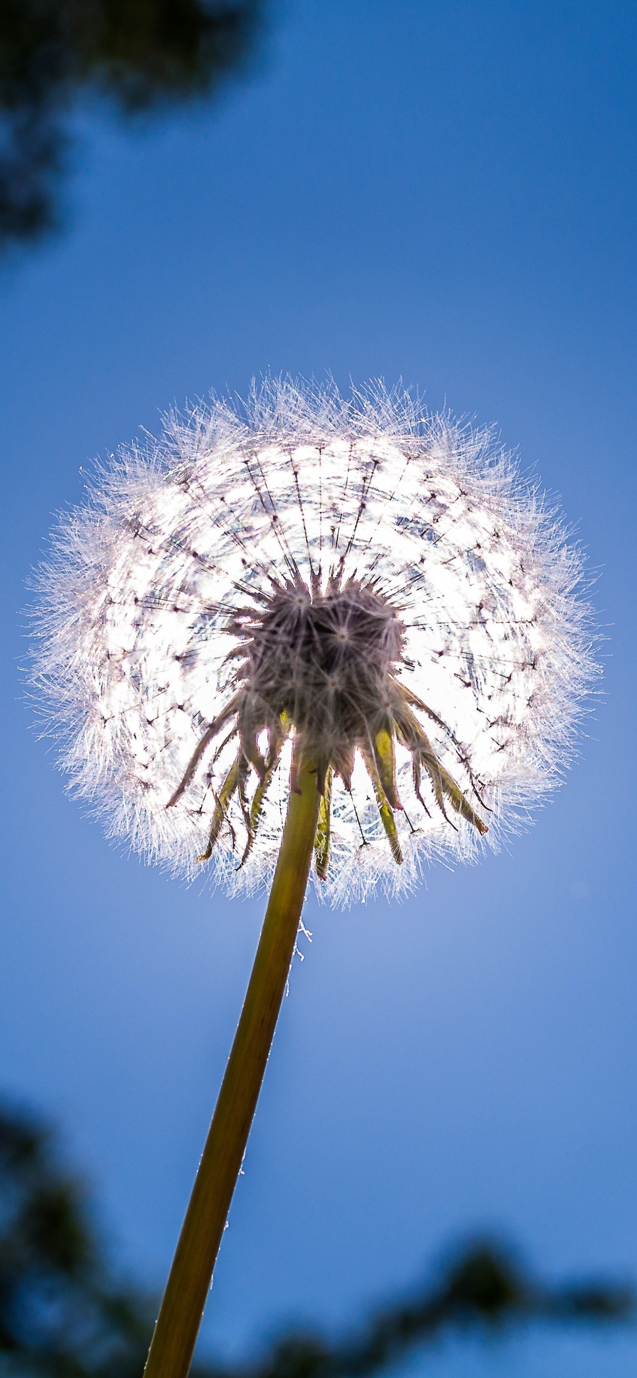 Download mobile wallpaper Earth, Dandelion for free.