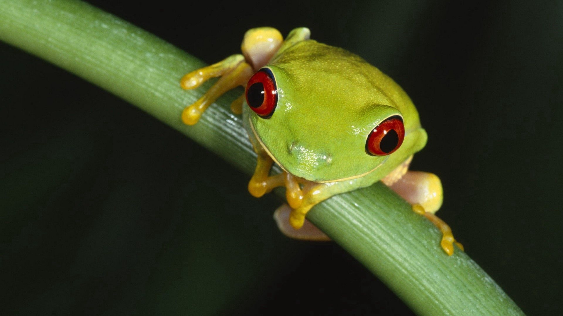 Free download wallpaper Frog, Grass, Eyes, Macro, Leaves on your PC desktop